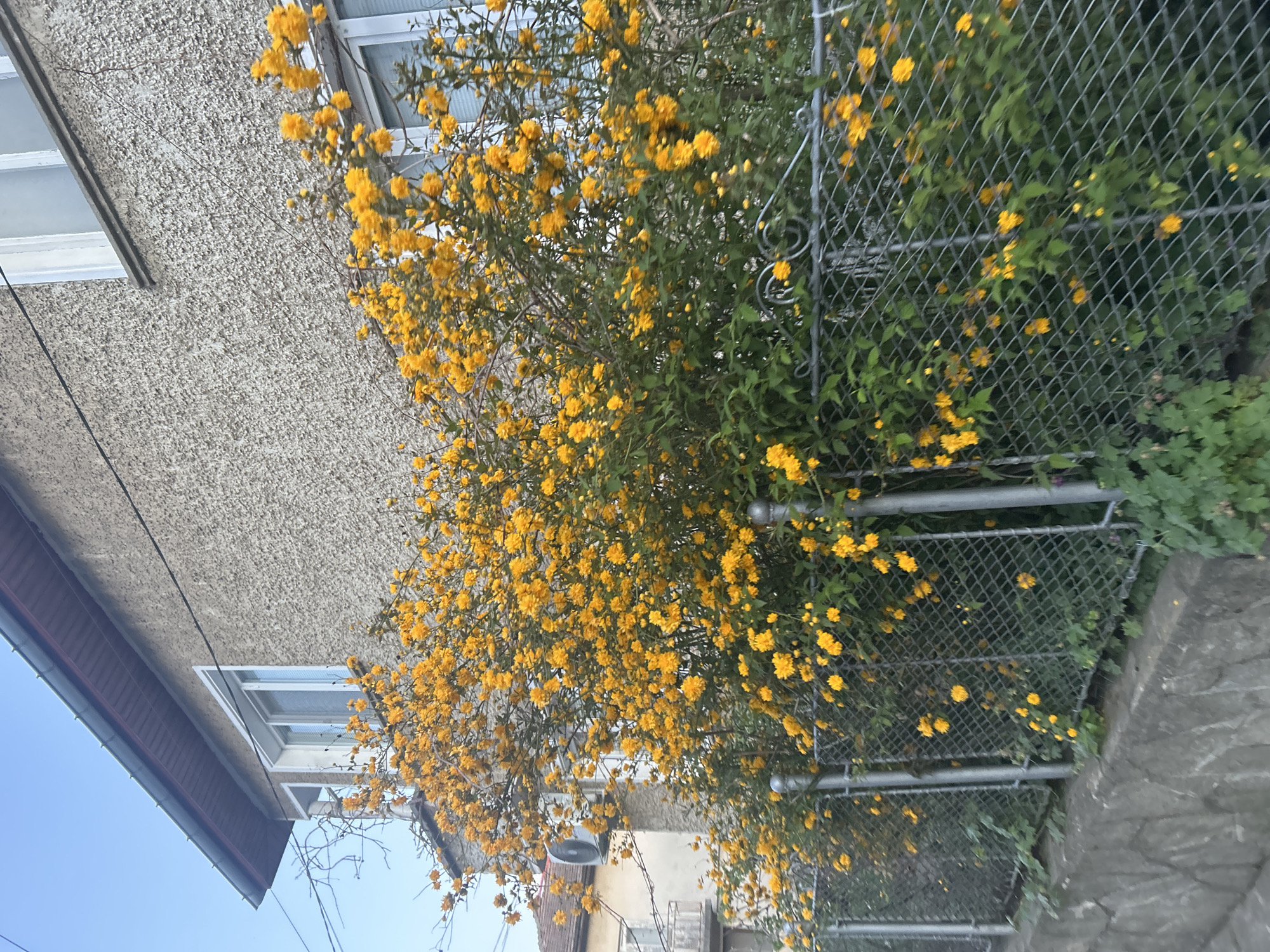 This image captures an outdoor scene in Zlatograd, Bulgaria, from an upward and sideways angle. The primary subject is a dense bush heavily laden with numerous small, vibrant yellow flowers, likely Kerria japonica. Its branches and bright blossoms fill the central and right portions of the frame.
To the left, a building with a textured, light-colored (possibly stucco or roughcast concrete) wall is visible. Several windows with white frames are integrated into the building's facade. A dark roofline or eaves can be seen along the upper edge of the building on the far left.
The flowering bush intertwines with a silver chain-link fence, which runs vertically through the right side of the image. The fence exhibits some decorative scrollwork at its upper section. Beyond the fence on the right, a grey stone wall or concrete structure is partially visible.
A clear, bright blue sky occupies the lower left corner of the image, indicating daytime and fair weather. No people or visible text are present. The abundant yellow flowers suggest the photograph was taken during spring or early summer.