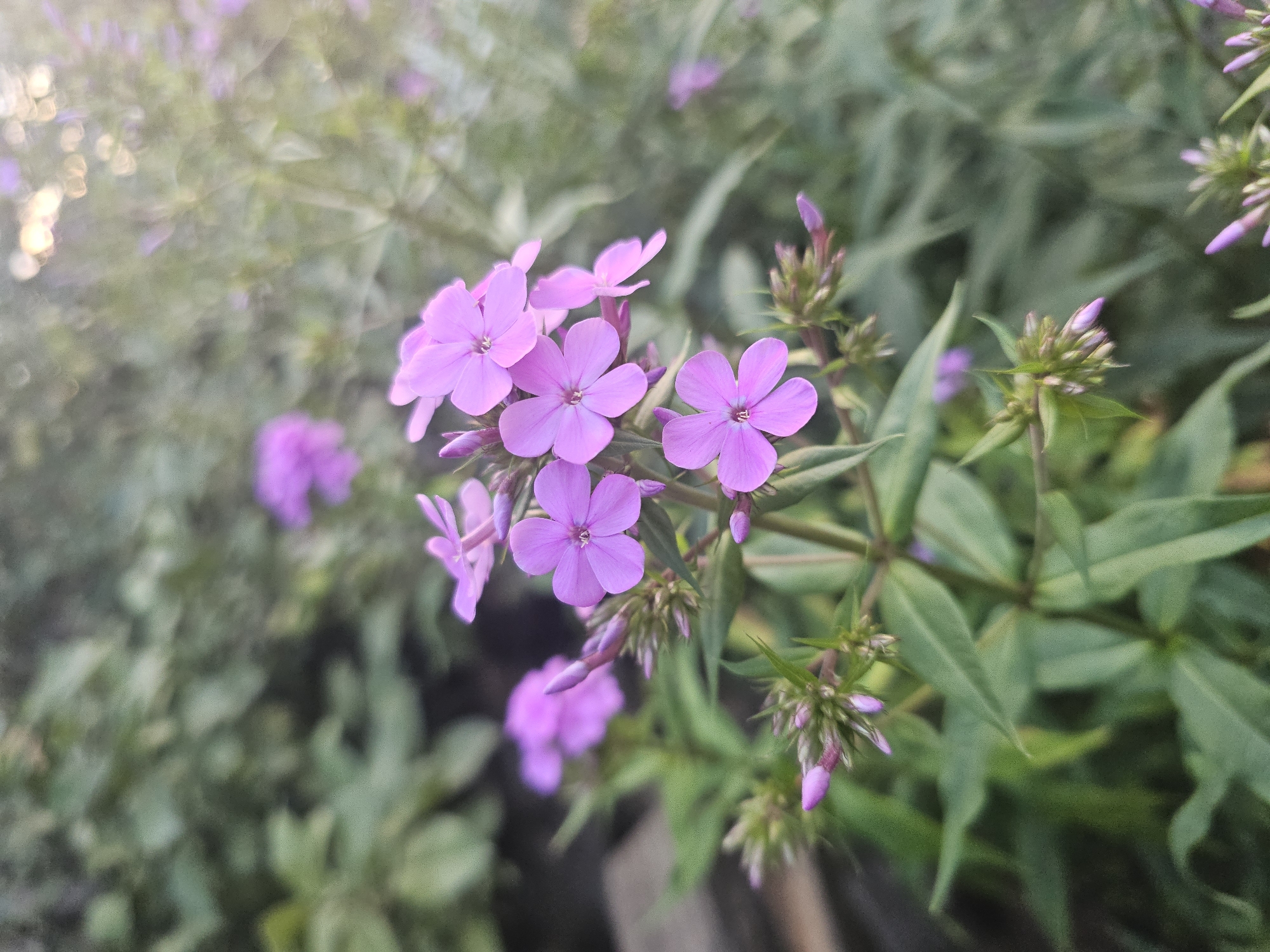 In the foreground, a cluster of vibrant purple phlox flowers are in bloom, their delicate petals unfurling towards the light. The flowers are detailed, with visible stamens and a soft, velvety texture. Several buds are also present, hinting at future blooms. Surrounding the phlox is lush green foliage, providing a natural backdrop. In the background, more out-of-focus purple flowers and greenery suggest a garden setting. The lighting indicates it is daytime, possibly late afternoon or early evening, with a warm, diffused glow present in the upper right portion of the frame. The image appears to be a close-up shot, focusing on the intricate beauty of the flowers.
