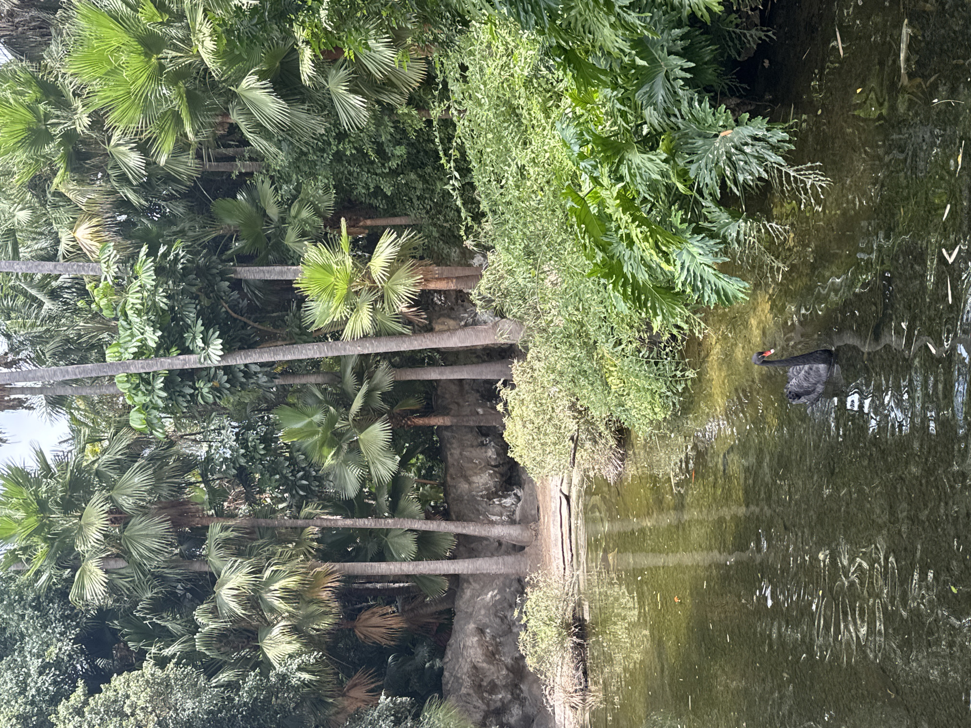 A black swan swims in a dark, murky pond surrounded by lush green foliage and palm trees. The swan is positioned in the lower right quadrant of the image, facing left. The pond's surface is disturbed by ripples, reflecting the surrounding vegetation and the sky. The background features a rocky incline with several palm trees of varying heights, some with dry fronds. The overall scene depicts a natural, tropical environment.