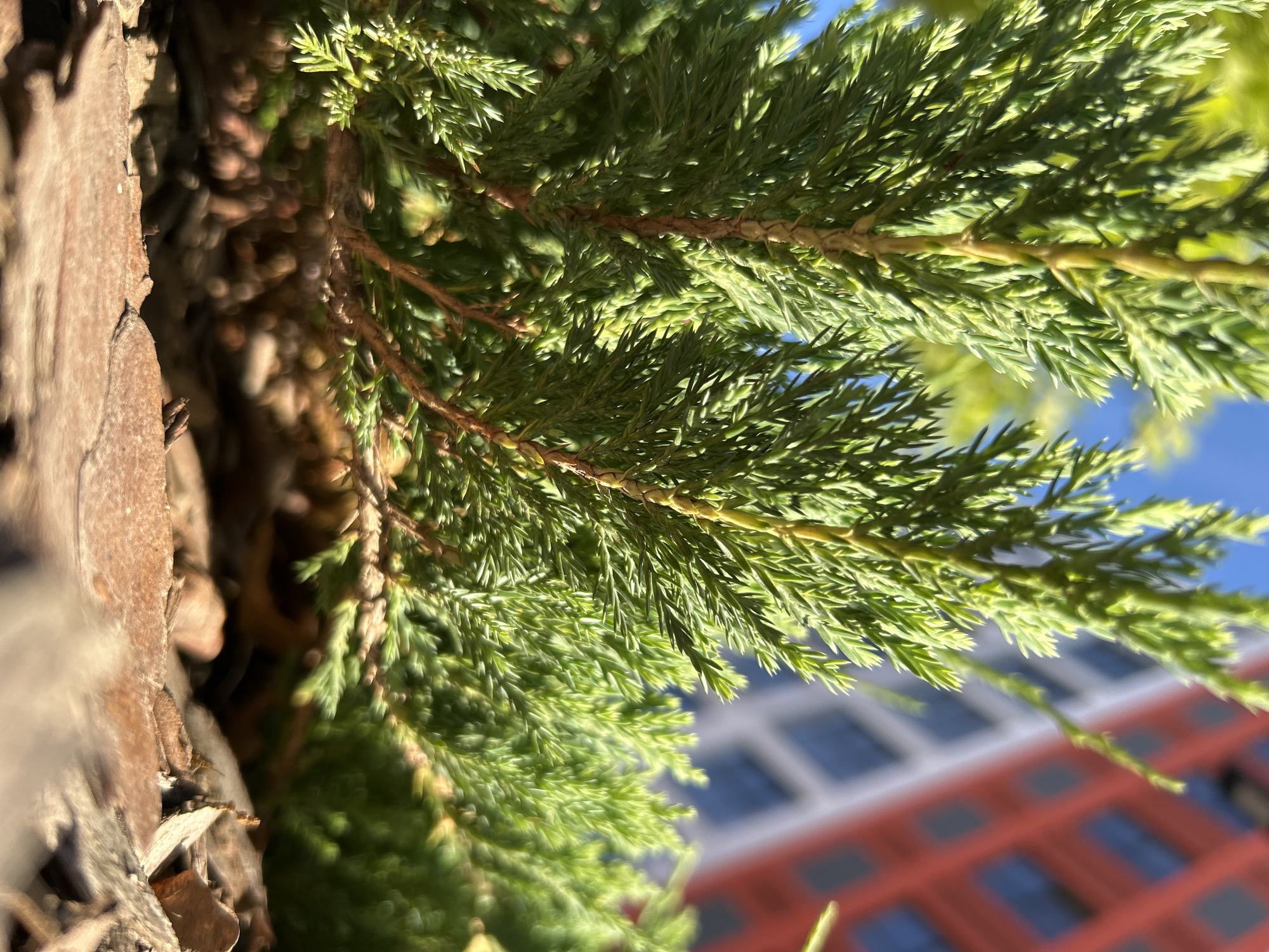 This is a close-up, low-angle shot of a green coniferous plant in Kaluga, Russia. The plant's foliage fills the foreground and mid-ground, with sharp, pointed needles. The texture of the plant is detailed, showing individual stems and branches. In the blurred background, a red and white building with a grid-like pattern of windows is visible against a bright blue sky. The ground beneath the plant appears to be covered in wood mulch and dry leaves. The lighting suggests a sunny day. There are no people or animals visible in the image.