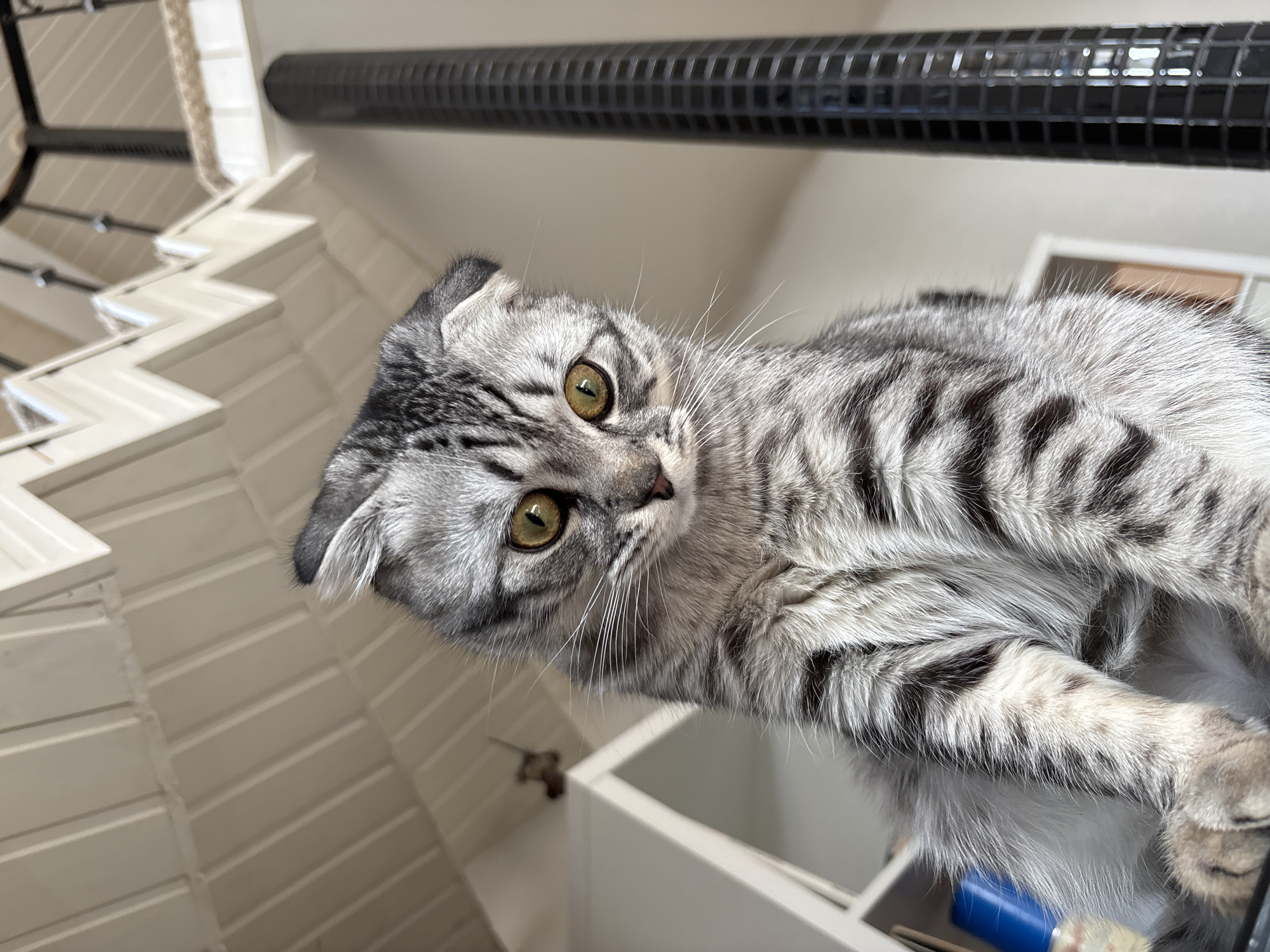 A close-up shot from below depicts a silver tabby cat with yellow-green eyes looking down. The cat's fur is marked with dark stripes and its ears are folded. In the background, a white staircase with a light-colored banister is visible, along with a black, grated structure near the top of the frame. The cat appears to be resting on a white surface, possibly a countertop or shelf, with glimpses of objects like a blue container and a paint roller handle visible beneath. The location is not discernable based on the content of the image alone.