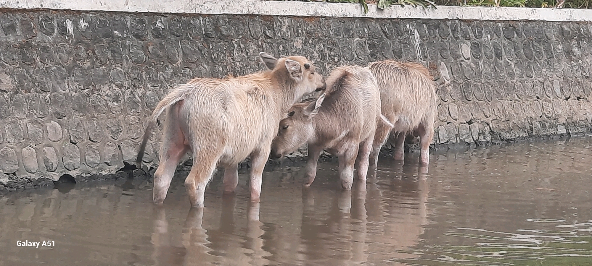 In Klemunan, Indonesia, three pale-colored young water buffaloes stand in shallow, murky water near a stone wall. The water buffaloes are positioned from left to right, with the leftmost one facing away from the camera and interacting with the second one. The second water buffalo is facing the camera, with its head lowered slightly. The third water buffalo is to the right, also facing away from the camera and drinking from the water. The stone wall behind them is constructed of rough, rectangular stones laid in horizontal rows. The water's surface is rippled, and reflections of the water buffaloes are visible. The bottom left corner of the image displays "Galaxy A51" in white text.