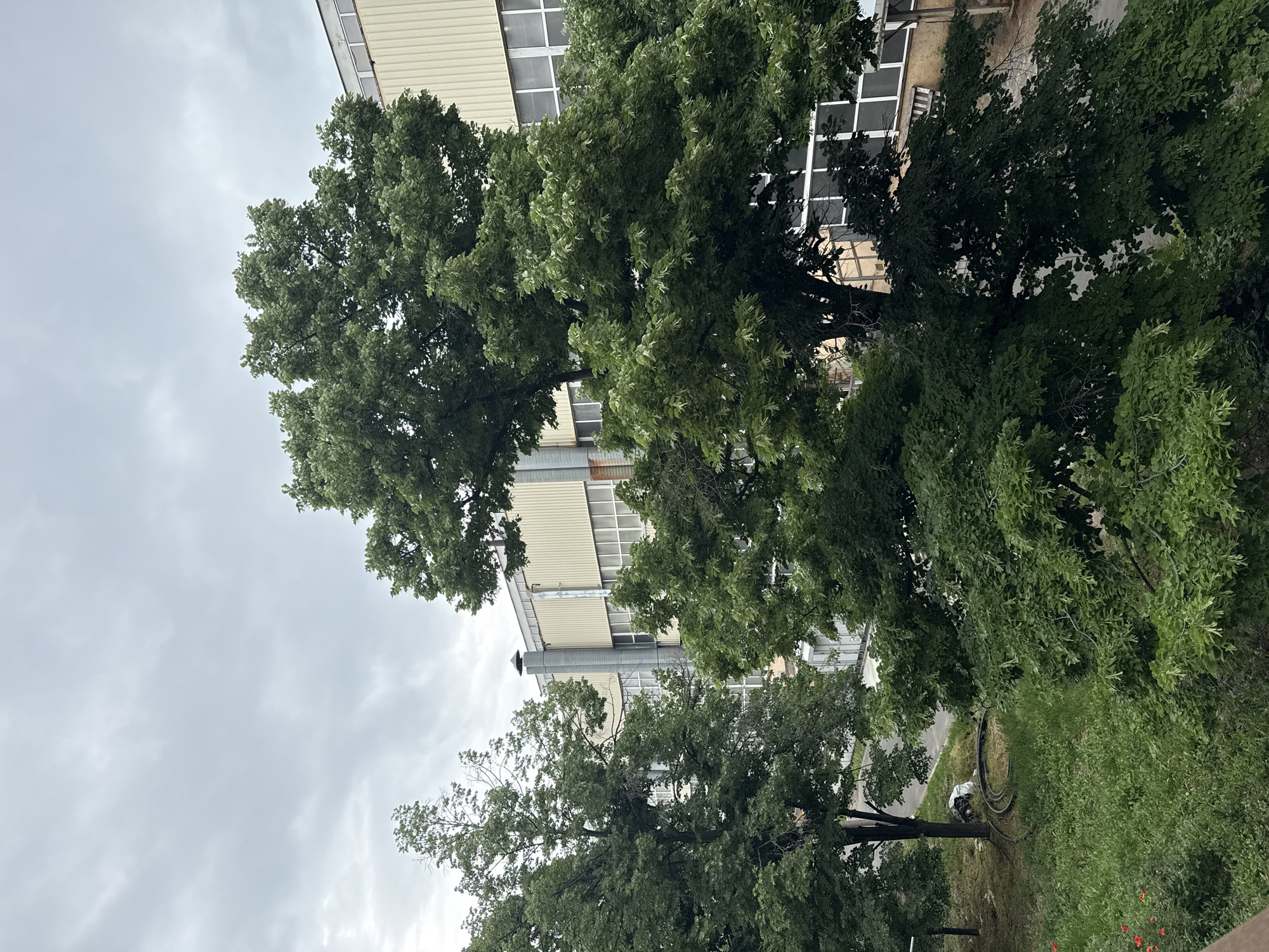 The image depicts an outdoor scene in Stara Zagora, Bulgaria. A multi-story building with white-framed windows and light-colored siding is partially visible behind several large, leafy trees. The sky is overcast with grey clouds. In the foreground, there is a grassy area with trees and some undergrowth. A dark object, possibly a coiled hose, and a white object are visible in the grass. Red flowers are scattered in the grass. The image has been taken from a low angle, looking upwards.