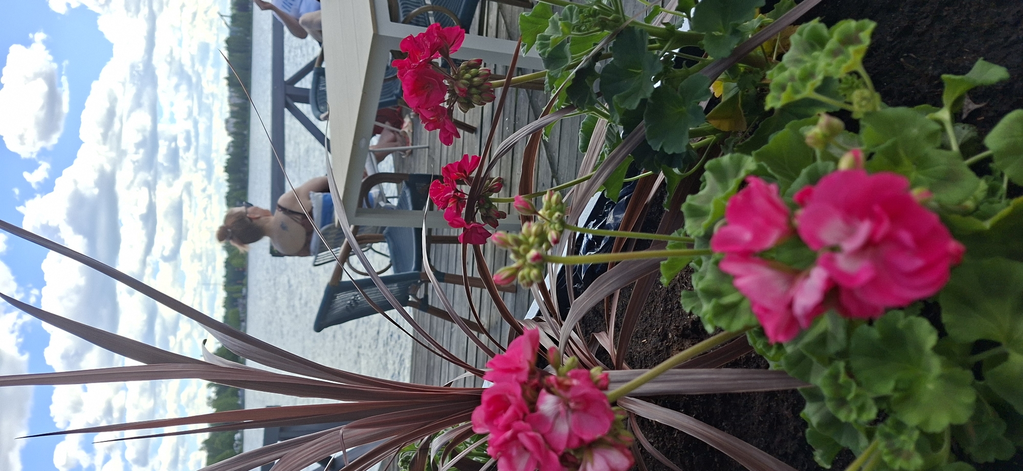 The image captures a close-up view of bright pink geraniums in bloom, with their vibrant petals contrasting against lush green foliage. In the background, a serene body of water is visible, reflecting the bright, cloudy sky. A wooden deck runs along the water's edge, furnished with outdoor seating.
In the middle ground, two people are seated at a table on the deck. One person, a woman with her hair tied up, is leaning back, appearing relaxed. She has a tattoo visible on her back. The other person is partially obscured. The overall scene suggests a leisurely day spent outdoors.
The time of day appears to be daytime, indicated by the bright sunlight and clouds. The weather seems pleasant, suitable for outdoor activities. The setting is likely a waterfront cafe or restaurant in Lahti, Finland, given the presence of a deck, water, and outdoor seating. The focus on the flowers in the foreground suggests a picturesque and possibly well-maintained environment. No visible text is present in the image.