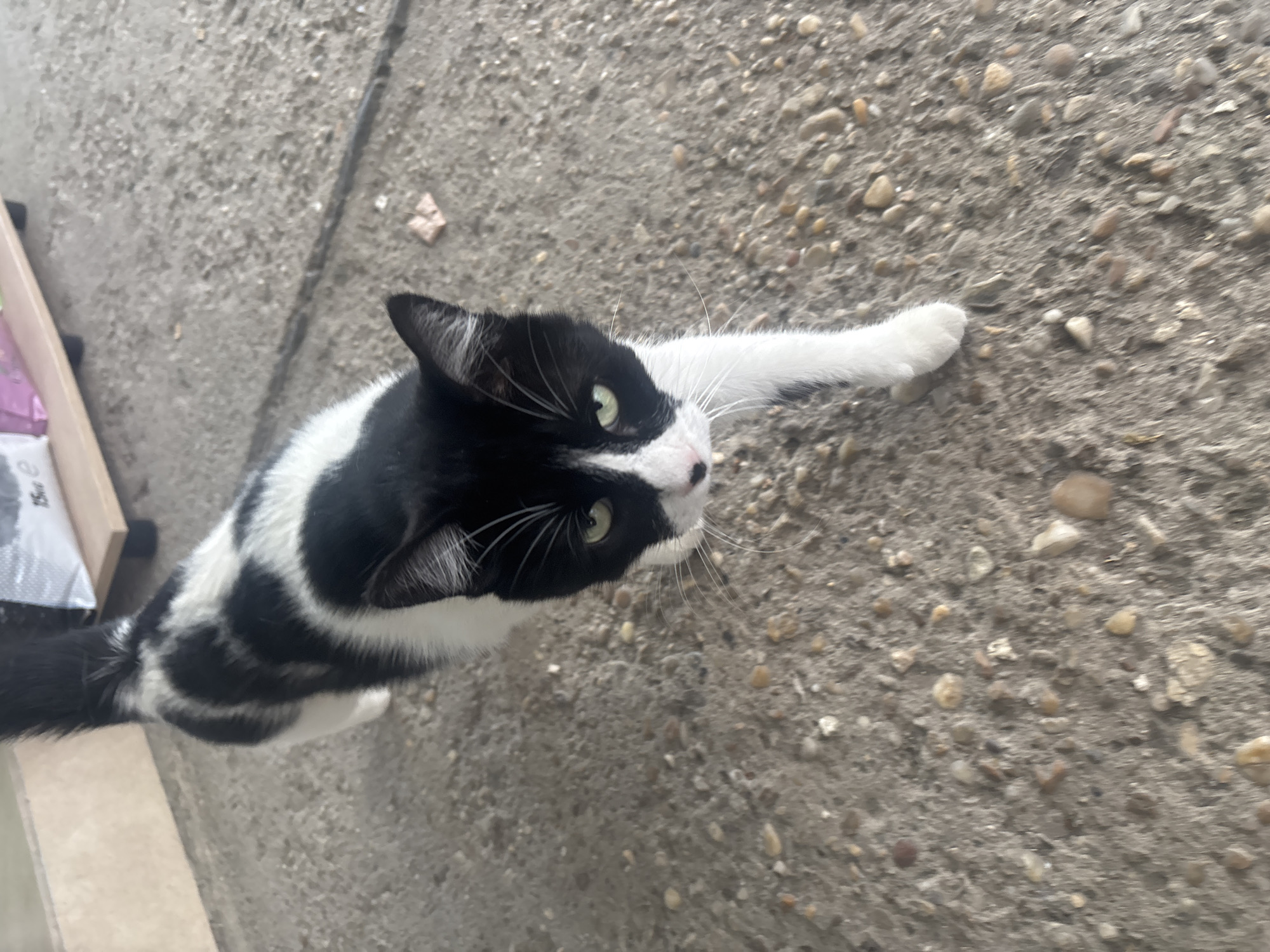 A black and white cat walks on a pebbled concrete surface. The cat is facing the camera with its body angled to the left. Its left paw is extended forward. In the background, a wooden shelf holds a pink and white bag. The scene is outdoors, likely in a residential area.