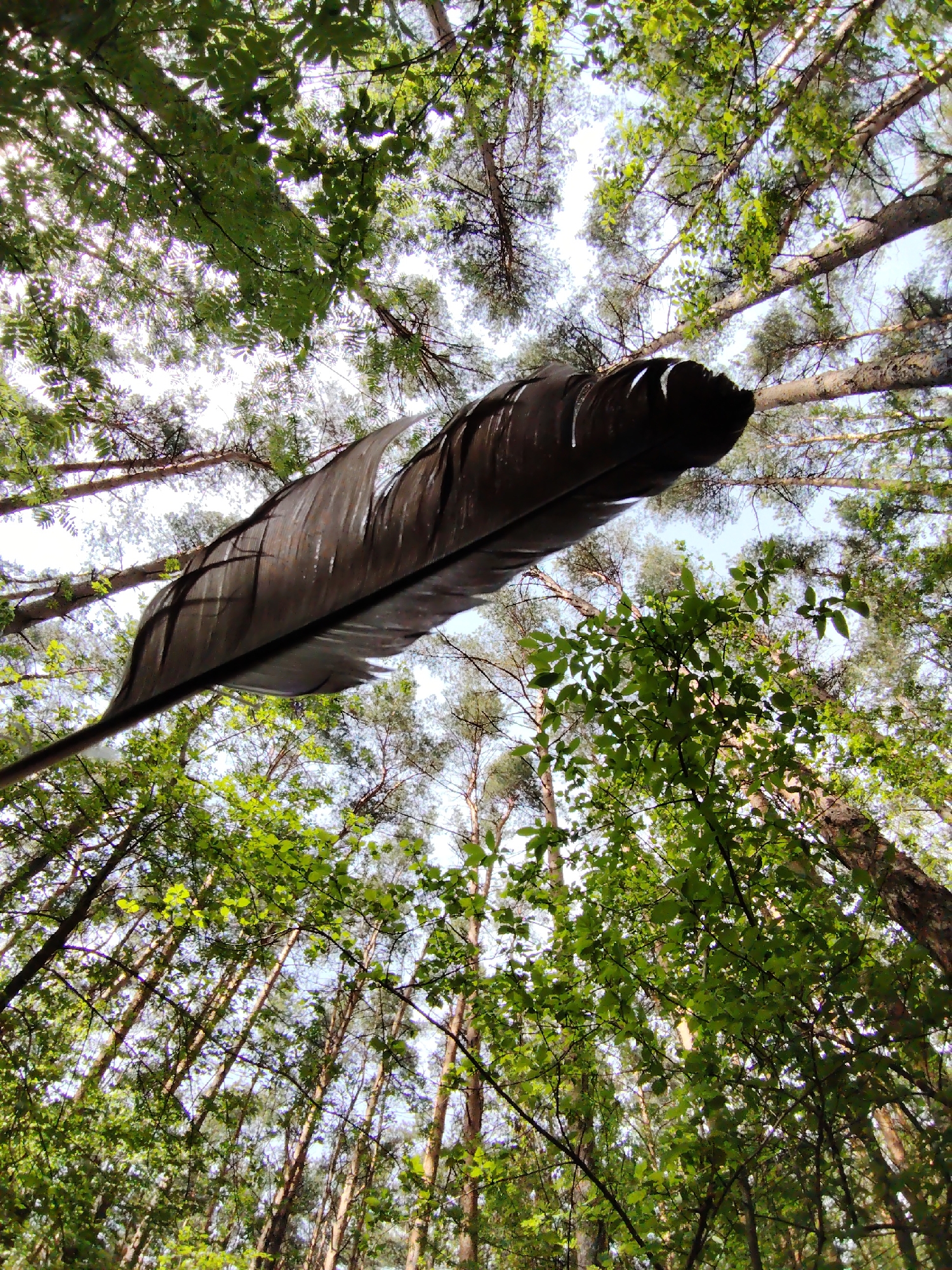 A low-angle shot captures a large, dark feather suspended or floating horizontally across the upper middle of the frame. The feather, appearing to be from a large bird like a crow or raven, has subtle dark brown or black hues with a glossy texture, and its barbules are visible.
The background consists of a dense forest canopy, viewed from directly below. Numerous tree trunks, mostly slender and straight, ascend towards the sky, their branches spreading out. A mix of tree types is visible: some appear to be conifers with needle-like foliage and characteristic pine-like bark, while others have broader, vibrant green leaves typical of deciduous trees. Bright patches of sky are visible through the gaps in the foliage, suggesting a clear or partly cloudy day. Sunlight filters through the leaves, creating bright highlights and a dappled light effect.
The time of day appears to be daytime, likely late morning or early afternoon, given the brightness of the sky and the way light interacts with the leaves. The weather seems fair. The scene suggests a tranquil, natural environment, possibly a forest or woodland area. There is no visible activity, and no people or visible text are present. The location context is Chaikovsky, Russia.