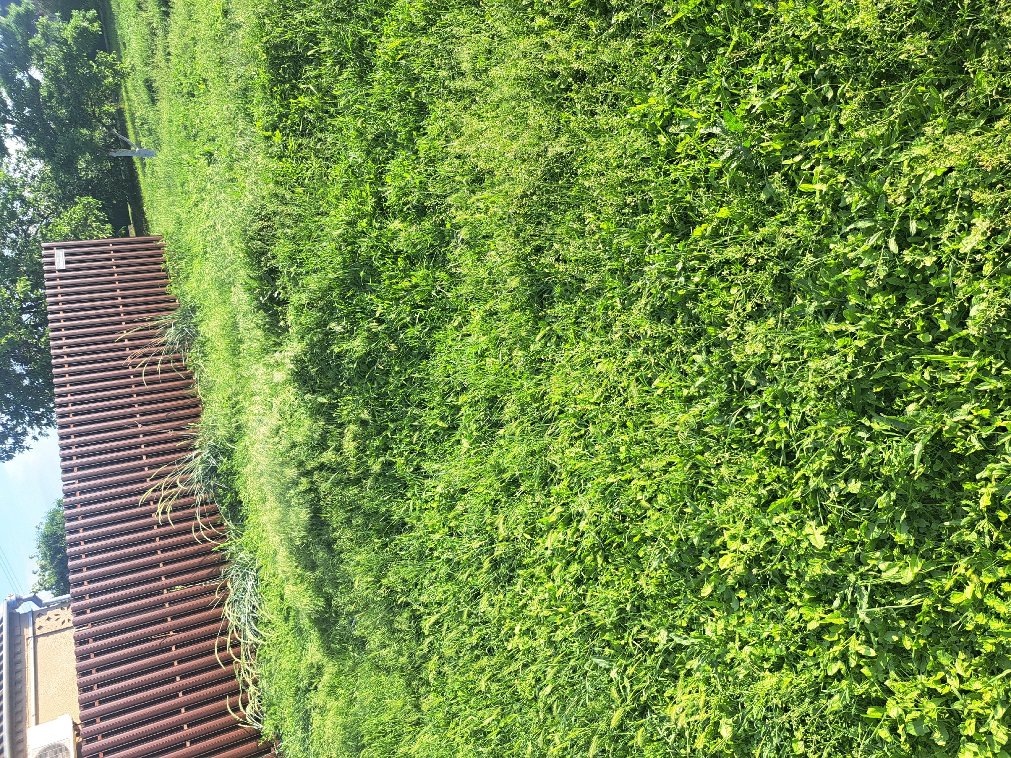 A ground-level, outdoor scene shows a wooden bench adjacent to dense, overgrown vegetation. The bench consists of multiple horizontal slats. The vegetation is a mix of grasses and leafy plants of varying green shades. The location appears to be a park or garden in Leningradskaya, Russia, but no identifying landmarks are visible. There are no people present. An air conditioner is visible behind the bench and to the left.