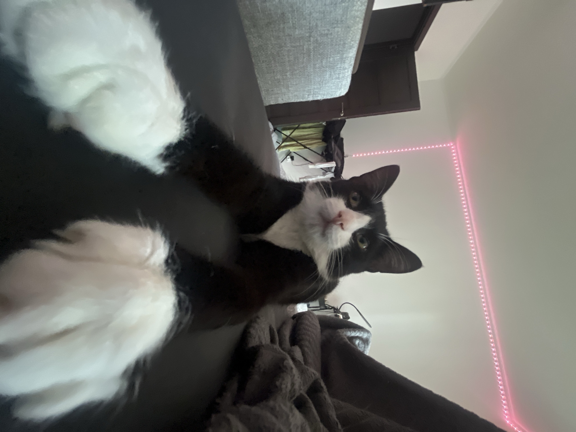 A black and white cat lies on a dark surface. The cat's face is tilted upwards towards the viewer. Two white paws are visible in the foreground, out of focus. A grey blanket is beneath the cat. A grey couch and a dark cabinet are visible in the background. A pink LED light strip runs vertically along the wall. The location is not Saint Petersburg, Russia.
