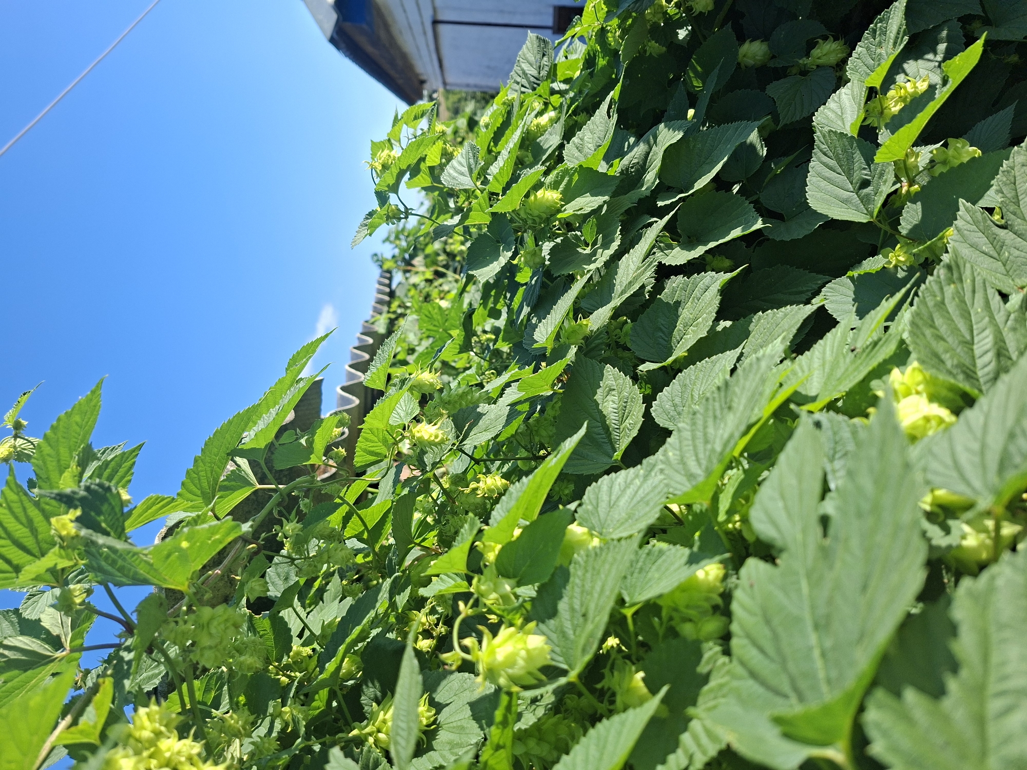 The image shows a dense growth of hop plants with light green cones and large, serrated leaves, climbing over a corrugated metal roof structure. The hop plants are lush and fill the foreground and midground, with sunlight casting shadows on the leaves. In the background, a portion of a white wooden building with a dark roof is visible on the right, and a clear blue sky dominates the upper portion of the image, with a thin wire running diagonally across it. The scene appears to be outdoors, likely in a rural or semi-rural setting, possibly a backyard or garden area in Oleksandropil, Ukraine. There are no people or animals visible in the image.