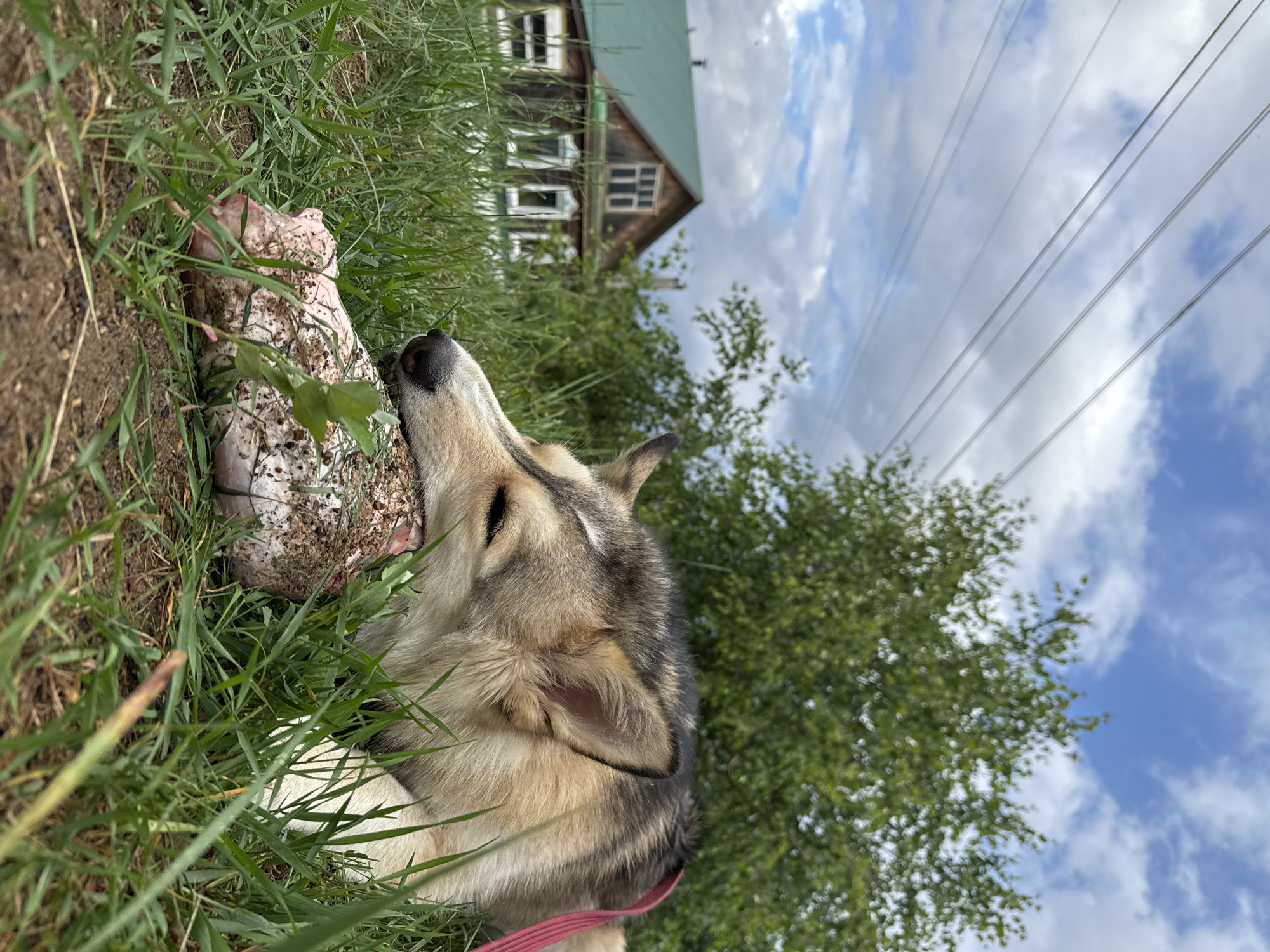 An outdoor, low-angle, medium shot captures a dog with its head resting on a piece of raw meat, lying in grass in front of a wooden house. The dog, a husky mix with tan, black, and white fur, has its eyes closed and its muzzle pressed against the meat. A pink leash is visible around its neck. The meat appears to be a raw cut with some bone and possibly fat. The background features a green-roofed, two-story wooden house with multiple windows and a chimney. Lush green trees and vegetation surround the house. The sky above is blue with scattered white clouds. The scene is set in Noviy, Russia.