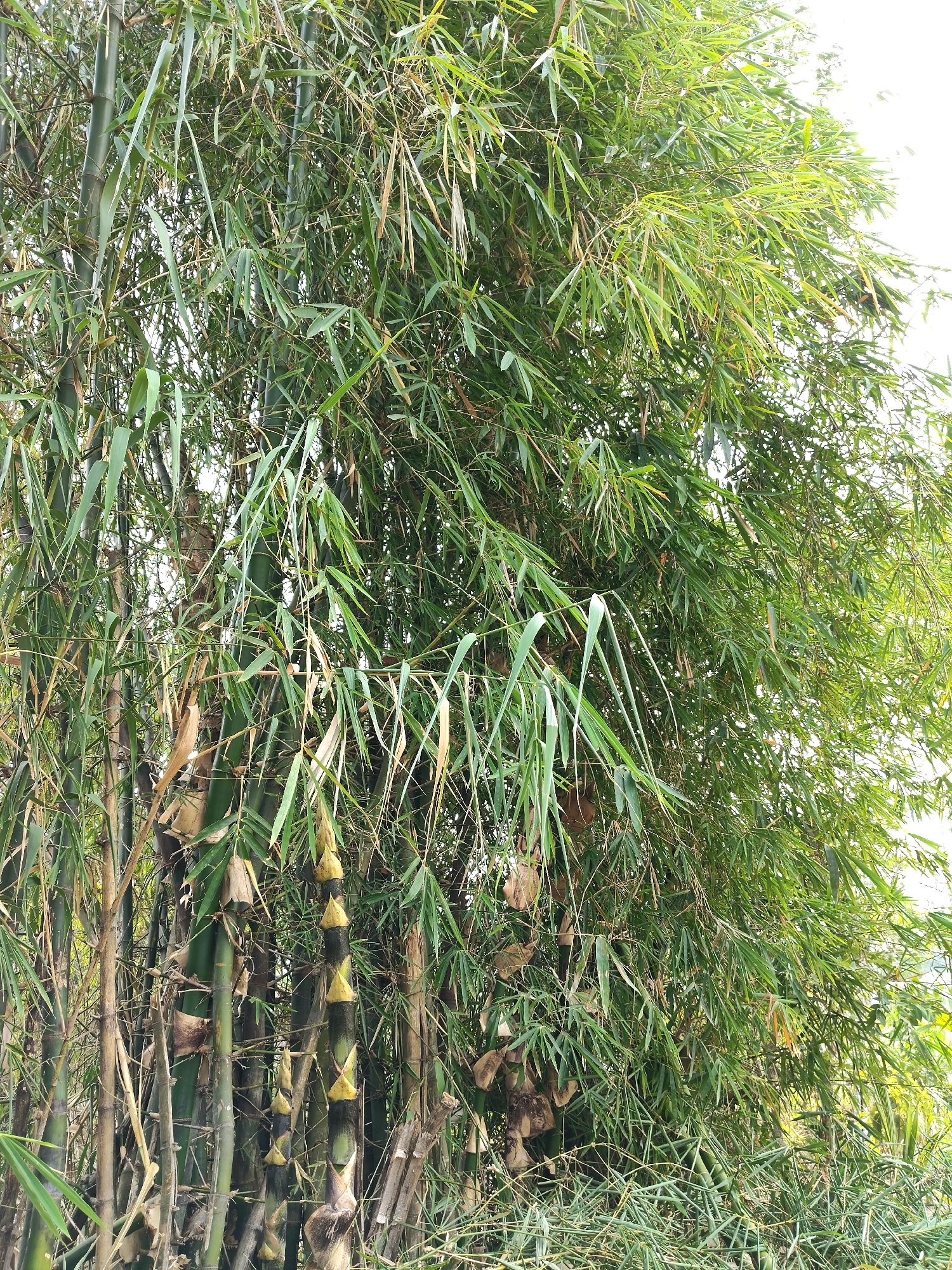 The image shows a dense clump of bamboo plants with tall green stalks and numerous leaves. Some of the stalks in the foreground are thicker and have a yellowish-green hue, with prominent nodes and leaf sheaths. The leaves are long, narrow, and a vibrant green, with some appearing drier and tinged with brown. The bamboo grows upwards and outwards, creating a thick canopy of foliage that obscures much of the background. The scene appears to be outdoors, likely in a natural setting or a garden, possibly in Bantasari, Indonesia, given the context. There are no people or specific actions depicted. The environment is characterized by the lush growth of bamboo.