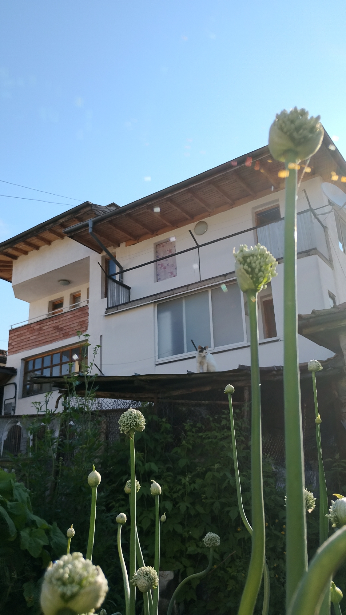 A low-angle shot captures an overgrown garden in front of a two-story white house with a wooden-tiled roof. Several tall green stalks with round white flower heads or buds, likely allium, dominate the foreground. The house, located in Smolyan, Bulgaria, features a second-floor balcony with a metal railing and brick accent wall. A white cat with black markings sits on a dark-colored roof structure extending from the house. The sky is a clear blue.