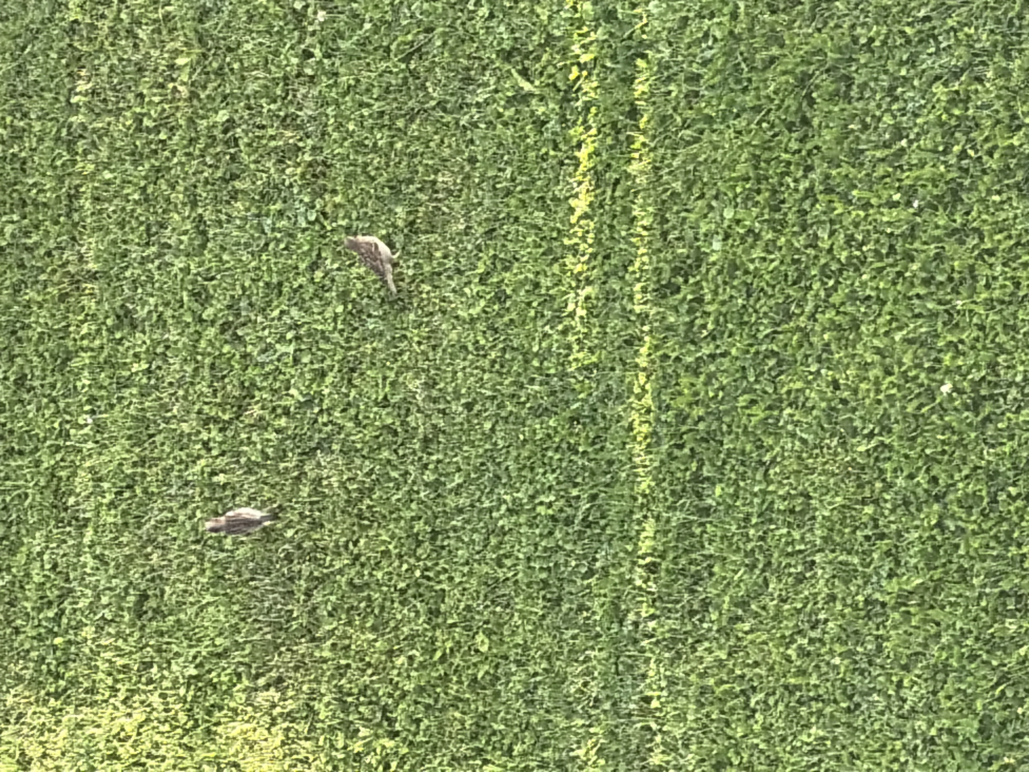The image shows a patch of green grass with two small birds. One bird is located in the upper left portion of the image, facing to the left. The second bird is in the middle right portion of the image, facing to the right. There are no people, buildings, or other identifiable landmarks visible in the image. The location in the city of Hanniv, Ukraine is not discernible from the visual information provided.