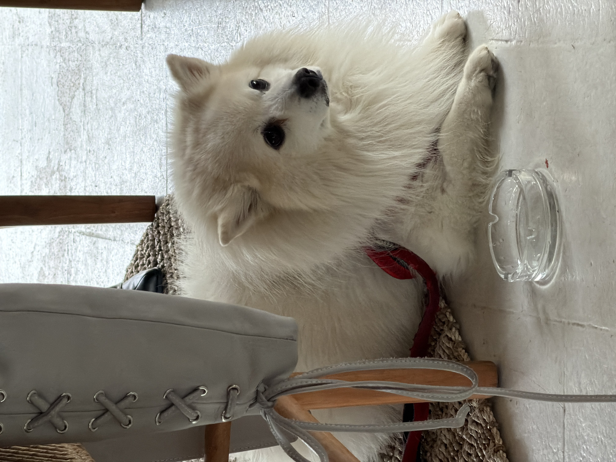 A white dog, resembling an American Eskimo or Japanese Spitz, lies on a chair. The dog is wearing a red collar. Next to the dog is a clear plastic ashtray. A grey leather chair with laced details on the side is also visible. The background appears to be a textured white floor or wall. The scene is in a restaurant, the Petrovac centar in Montenegro.