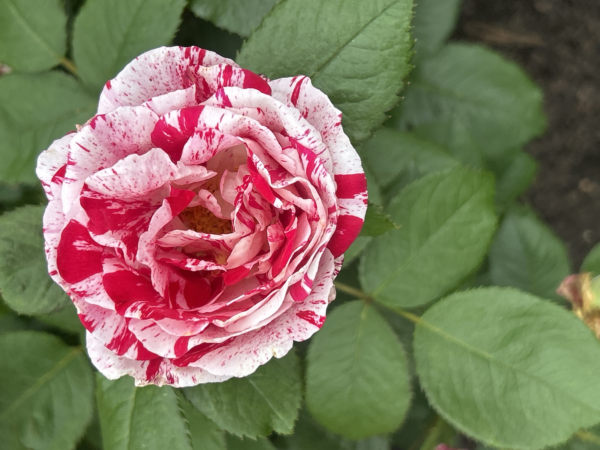 A close-up, top-down, eye-level shot shows a blooming rose with white petals streaked with vibrant red. The rose is in focus, with its delicate, ruffled petals unfurling to reveal a lighter, peachy-yellow center. The background consists of out-of-focus green leaves and dark soil, suggesting an outdoor garden setting. The lighting appears natural and diffused, casting soft shadows and highlighting the textures of the petals. The image was taken in Mount Royal, Canada.
