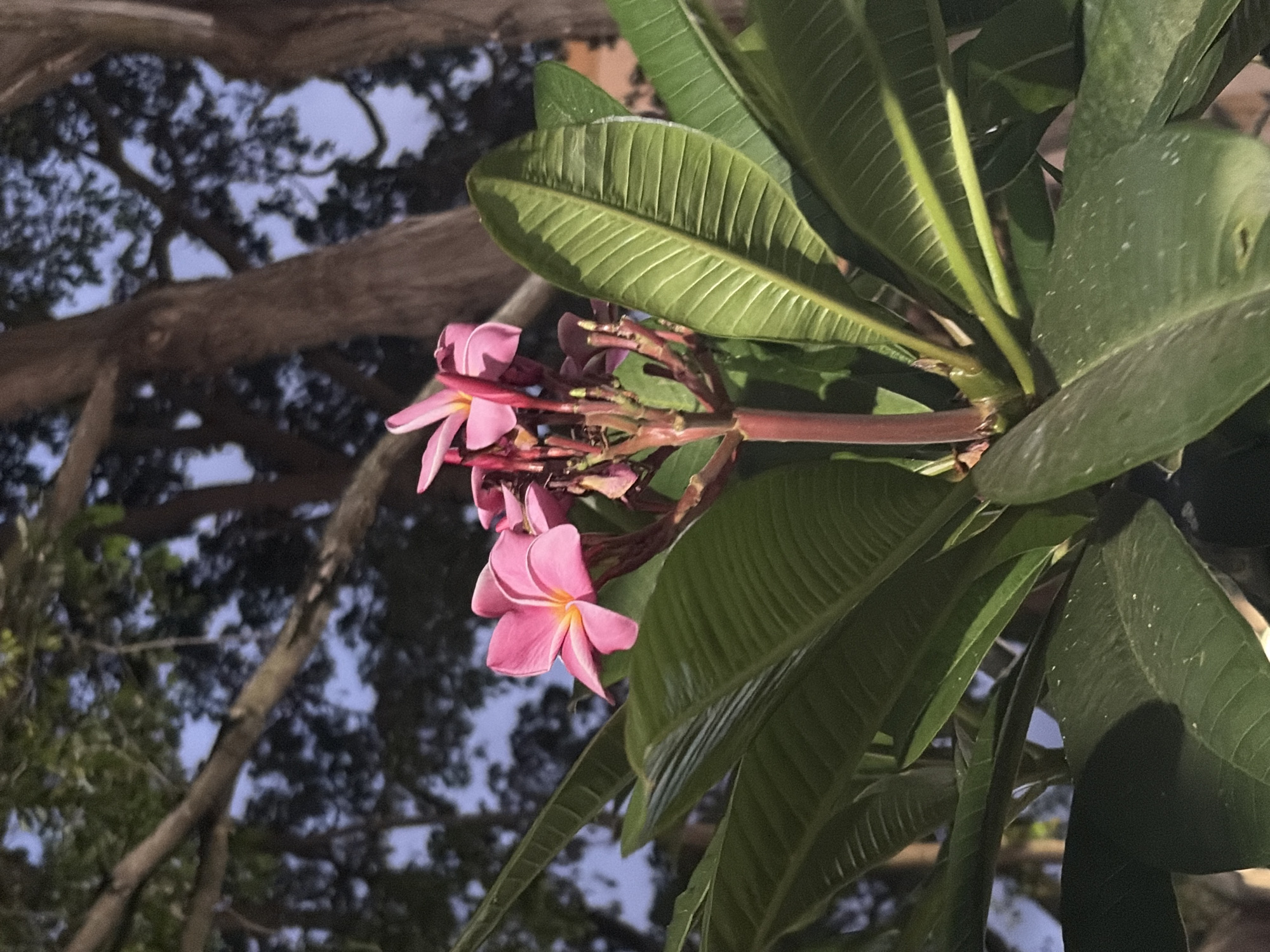A low-angle photograph captures a cluster of pink and yellow plumeria flowers emerging from a dense collection of broad, green leaves. The blossoms are in various stages of bloom, some partially open, while others are fully revealed. The foliage is characterized by prominent veins and a waxy texture, hinting at a tropical or subtropical setting.
In the background, a network of bare tree branches is silhouetted against a twilight sky. The faint light suggests either dawn or dusk.
Given the location in Ciudad Guayana, Venezuela, the photograph likely depicts a scene within a residential area, a park, or botanical garden in the city.