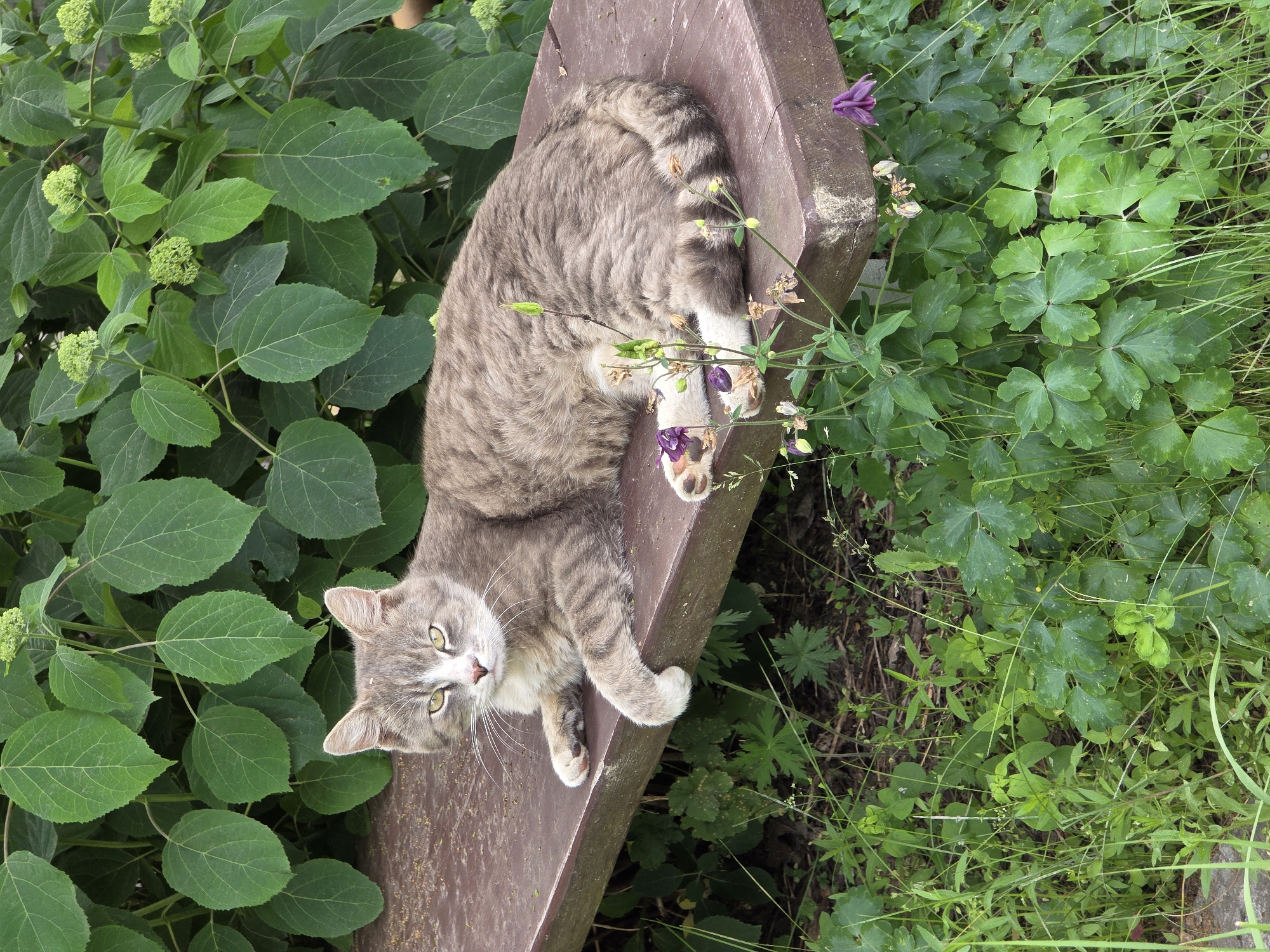 A grey and white tabby cat is lying on its side on a weathered brown wooden bench in an outdoor setting. The cat is facing the camera with its head slightly raised and its yellow eyes looking forward. Its paws are resting on the bench, with one paw extended forward. The background consists of lush green foliage, with large leaves and some small green buds. In the foreground, there are green grasses and some small purple flowers. The scene appears to be in a garden or park environment, potentially in the city of Bryansk, Russia, given the context of the request.