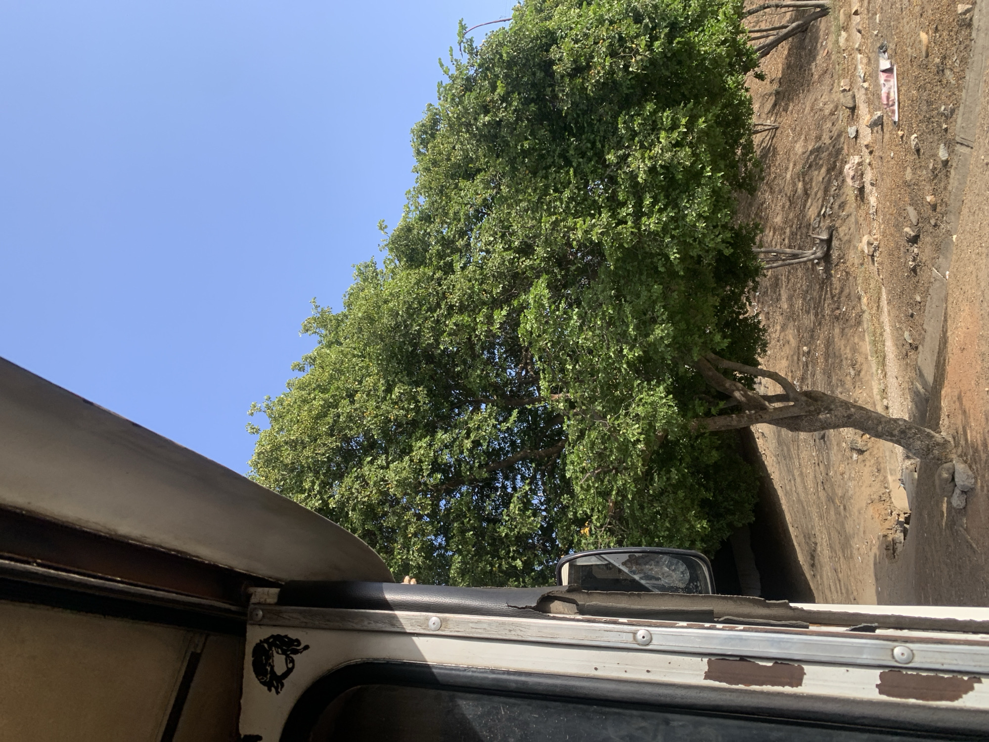 The image depicts an outdoor scene under a clear, bright blue sky, suggesting a sunny day, likely mid-day given the strong light. The perspective is from the vantage point of a vehicle, with parts of its exterior visible in the foreground.
A large, robust tree with abundant green foliage dominates the right side and center of the frame, its branches extending upwards towards the clear sky. Its trunk is visible, leading down to the dry, earthy ground. The ground, which occupies the lower right portion of the image, is a light brown, arid landscape, sparsely covered with smaller trees or roots and scattered rocks. A rectangular object, possibly a discarded poster or fabric with faded red/pink markings, lies on the ground in the distance.
In the foreground, primarily on the lower-left, is a weathered section of a vehicle, appearing to be a car or truck. The vehicle's paint, which is white or light-colored, is chipped and peeling, revealing darker layers and some signs of wear or rust. A side mirror, which appears cracked or dirty, is partially visible. A distinctive black emblem, depicting a stylized animal head (possibly a lion or horse in profile), is affixed to the vehicle's side near a window frame. No people are visible. The setting suggests a rural or semi-rural environment, consistent with the provided location context of El Valle del Espíritu Santo, Venezuela.