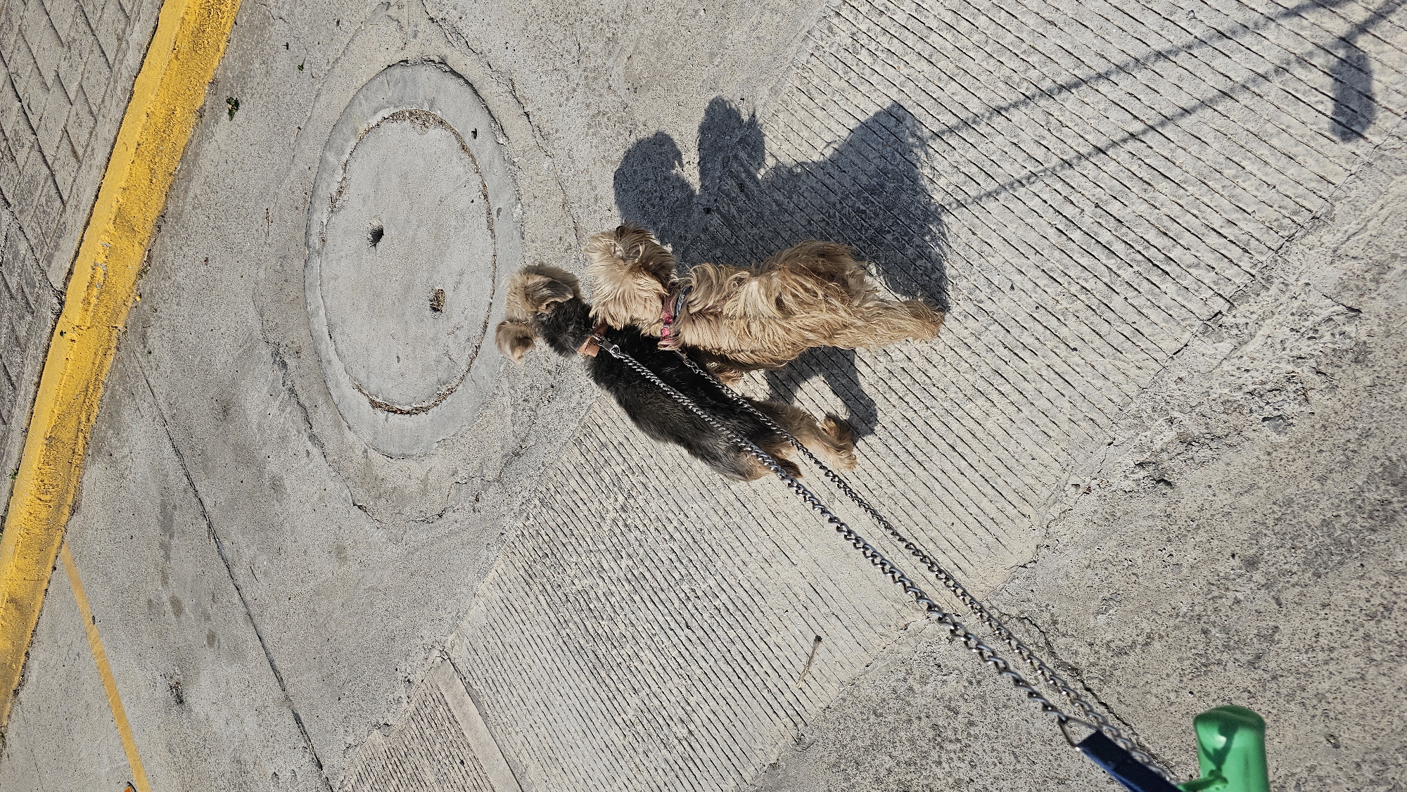 An overhead shot captures two small, shaggy-haired dogs on a leash, standing on a sunlit concrete surface. One dog, positioned slightly behind the other, has dark brown or black fur. The other dog, walking alongside it, has light brown or tan fur. Both dogs wear collars, and they are connected by a metal chain leash, which extends towards the bottom right corner of the frame, where a green and blue object, likely a leash handle or part of a phone, suggests a person is holding it (though no person is visible).
The ground is predominantly grey concrete, showing various textures and patterns. On the left side, a prominent yellow painted line or curb runs diagonally, bordering a section of textured pavement, possibly cobblestone or patterned bricks. A circular manhole cover is visible in the upper left-center of the concrete. Another section of the concrete, covering much of the right side, features distinct parallel grooves running diagonally across its surface. Cracks and wear are visible across the pavement.
Strong, distinct shadows of the dogs and the unseen person or object holding the leash are cast on the concrete, indicating bright sunshine and suggesting it is likely mid-day or early afternoon. The dogs appear calm, standing side-by-side. The image provides a top-down view of the dogs being walked. The scene is set in San Bernardino Tlaxcalancingo, Mexico. No visible text is present in the image.