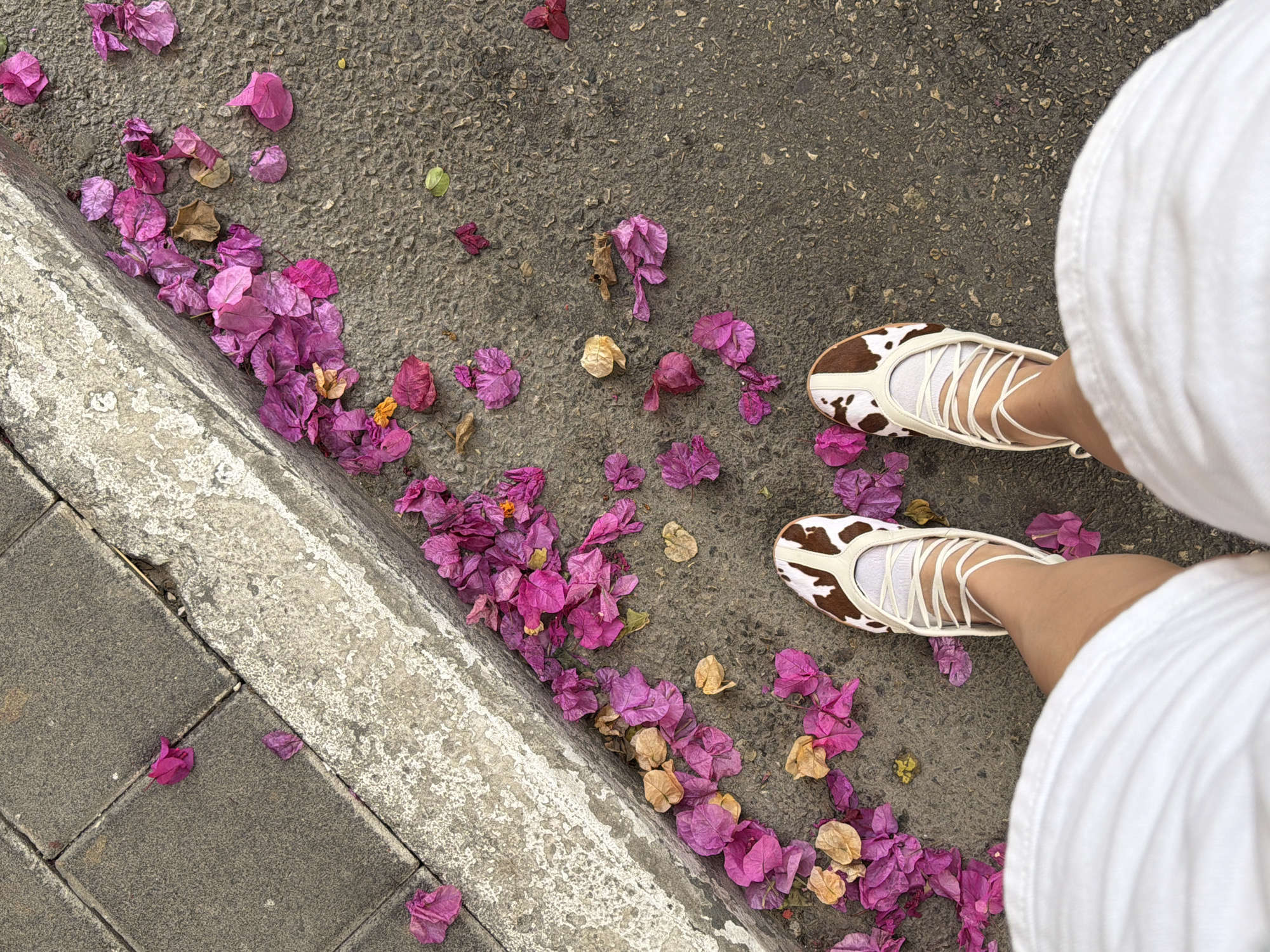 A ground-level shot shows a person standing on a sidewalk in Tel-Aviv, Israel. The sidewalk is a combination of concrete paving stones and asphalt, bordered by a concrete curb. Scattered on the asphalt are magenta bougainvillea flowers and dried leaves. The person in the frame is wearing white clothing and cow-print, lace-up shoes. The angle of the shot is from above, looking down at the person's feet and the surrounding sidewalk.