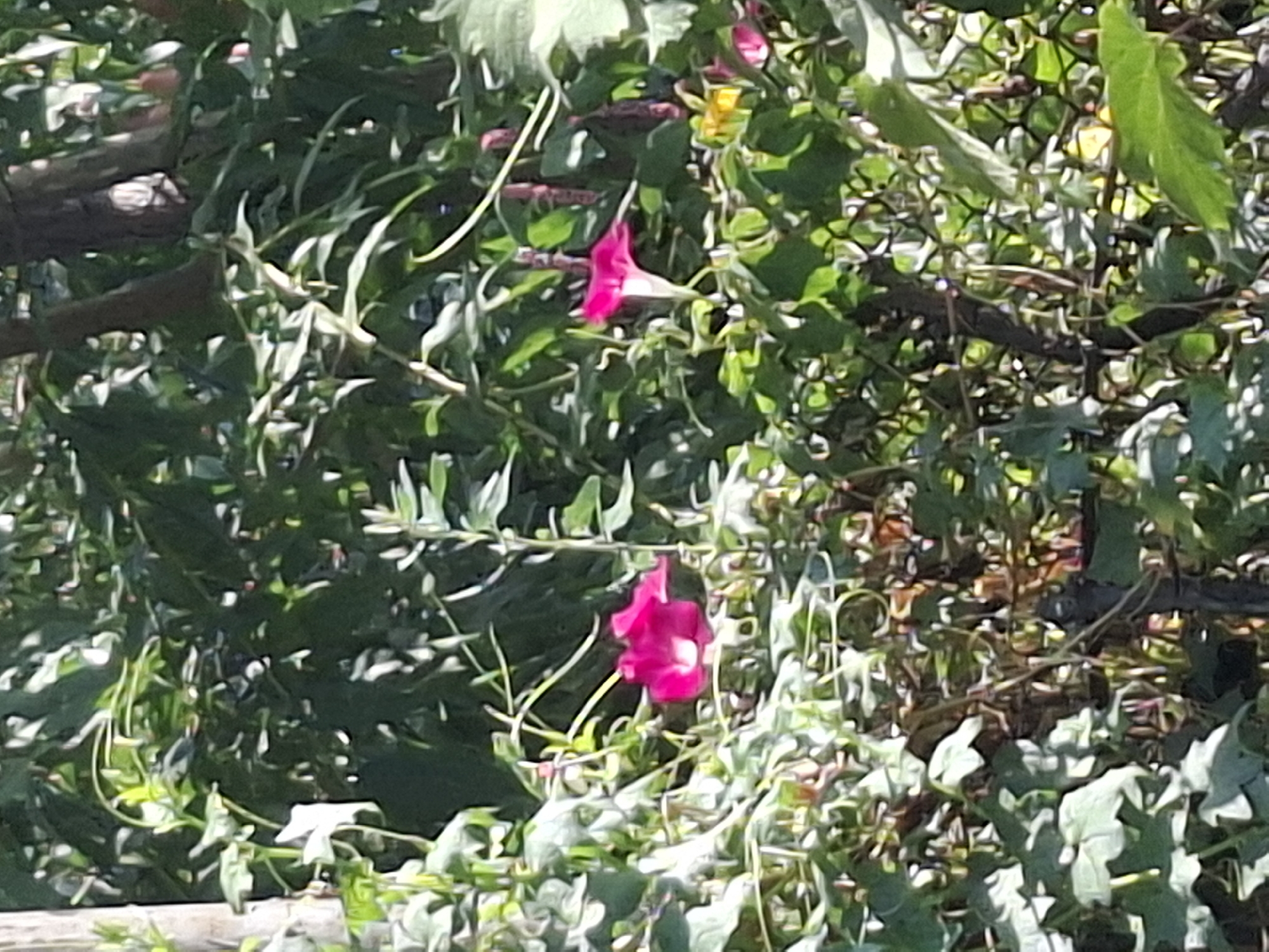 A close-up shot captures a vibrant pink morning glory flower blooming amidst lush green foliage. The flower, with its trumpet-like shape and white center, stands out against the dense greenery. Sunlight dapples through the leaves, creating a play of light and shadow. The background is filled with more leaves and the indistinct forms of trees, suggesting a natural setting. The image appears to have been taken outdoors, possibly in a garden or park. The photograph lacks any discernible human presence or activity, focusing solely on the natural beauty of the flower and its surroundings. The image's resolution is low, causing some blurring and indistinctness in details.