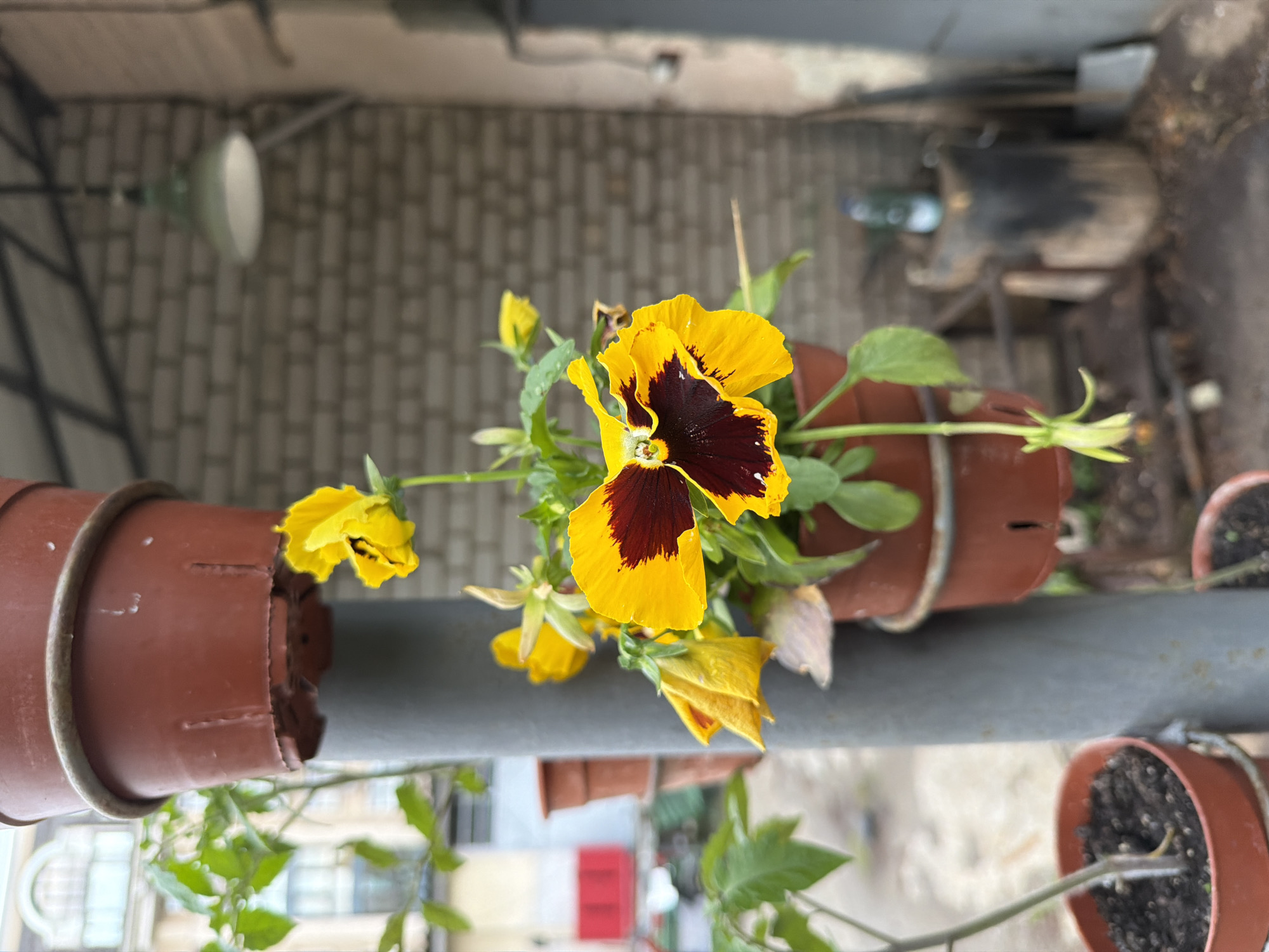 The image shows a close-up view of a potted plant with yellow and dark red pansies, hanging on a metal pole in an outdoor setting. The plants are in brown plastic pots, stacked vertically. The background includes a brick wall, a hanging light fixture, and some industrial-looking equipment and tools. In the distance, a building with arched windows is visible, suggesting an urban environment. The scene is likely a residential balcony, patio, or garden area. There are no people in the image. The overall impression is one of a slightly unkempt but functional outdoor space.