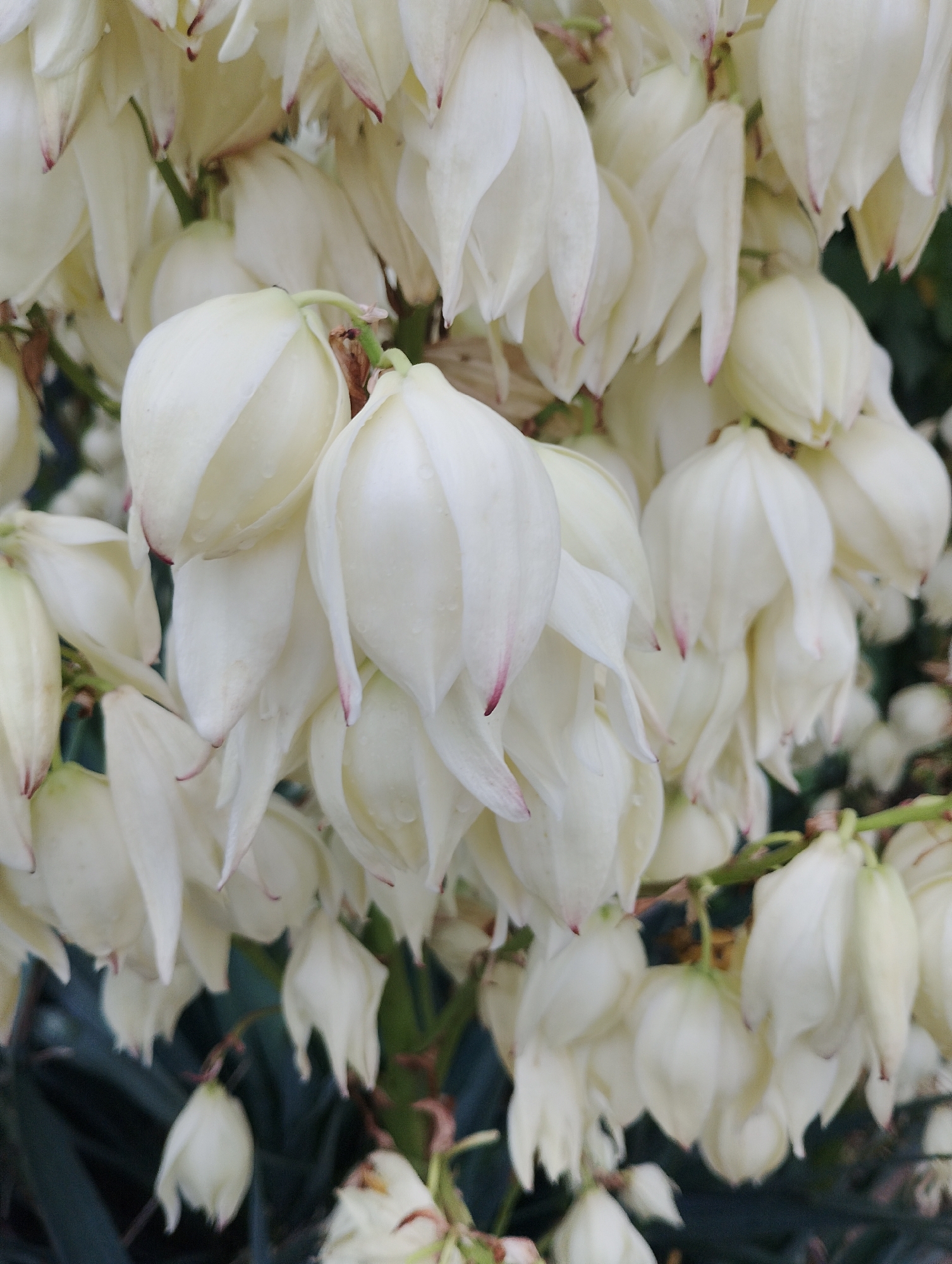 A cluster of white yucca flowers, with hints of pink at the tips of some petals, are in full bloom against a dark green background of foliage. The flowers are bell-shaped and hang in a dense arrangement. Some flowers are partially open, revealing delicate inner structures, while others are still tightly budded. Tiny water droplets can be seen on the surface of some of the petals, suggesting recent rain or dew. The overall impression is one of natural beauty and abundance. The image was captured in an outdoor setting, likely a garden or park, given the presence of lush greenery. The lighting is soft and diffused, highlighting the creamy white of the petals.