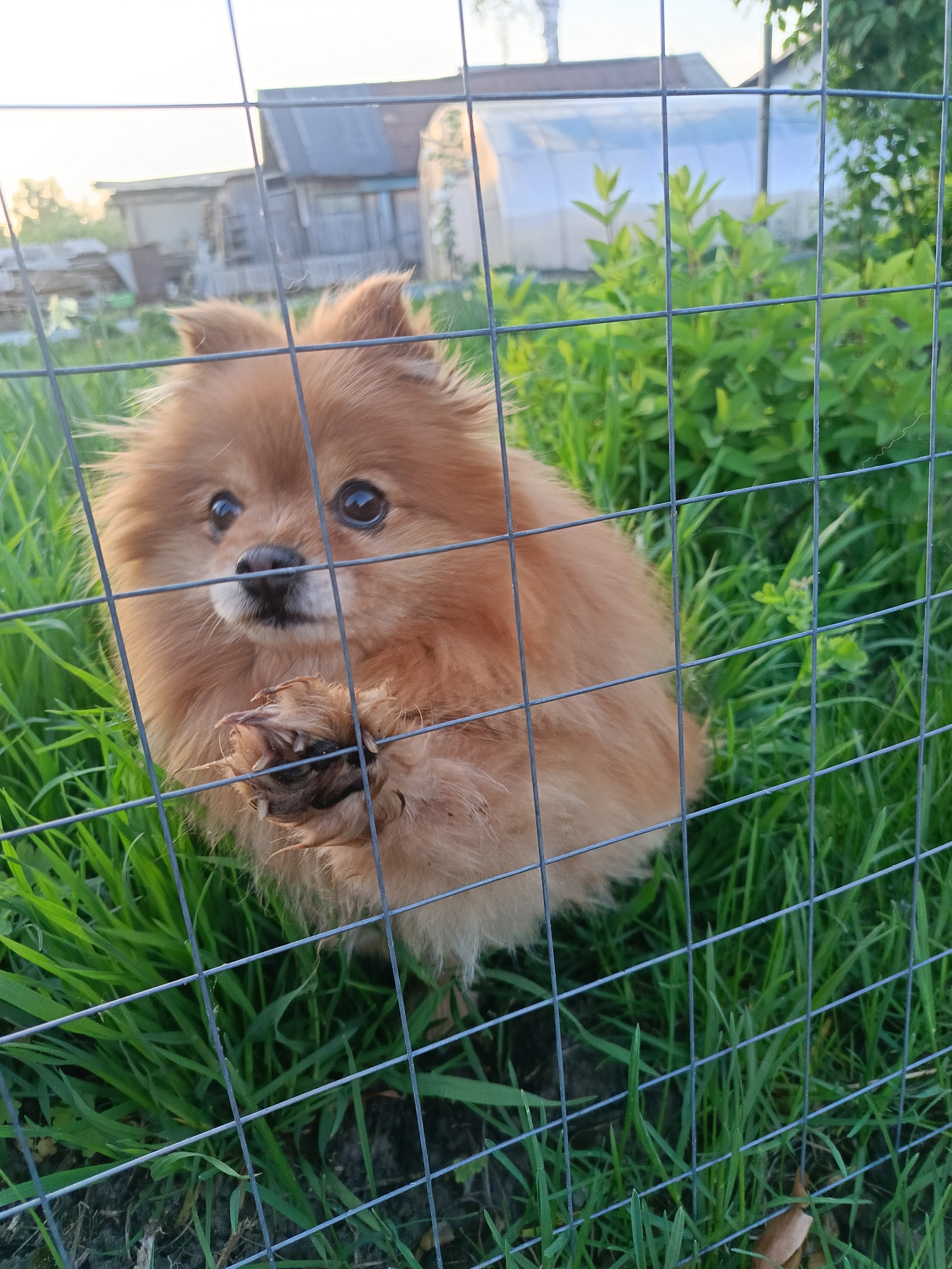 The image depicts a small, brown Pomeranian dog behind a wire fence. The dog is standing in grass, with a portion of its muddy paw visible through the fence. The background includes greenery, what appears to be a greenhouse, and a glimpse of buildings, suggesting a residential or garden area. Based on the location in Chaikovsky, Russia, the scene likely occurs in a backyard or garden within a suburban or rural area of the city.