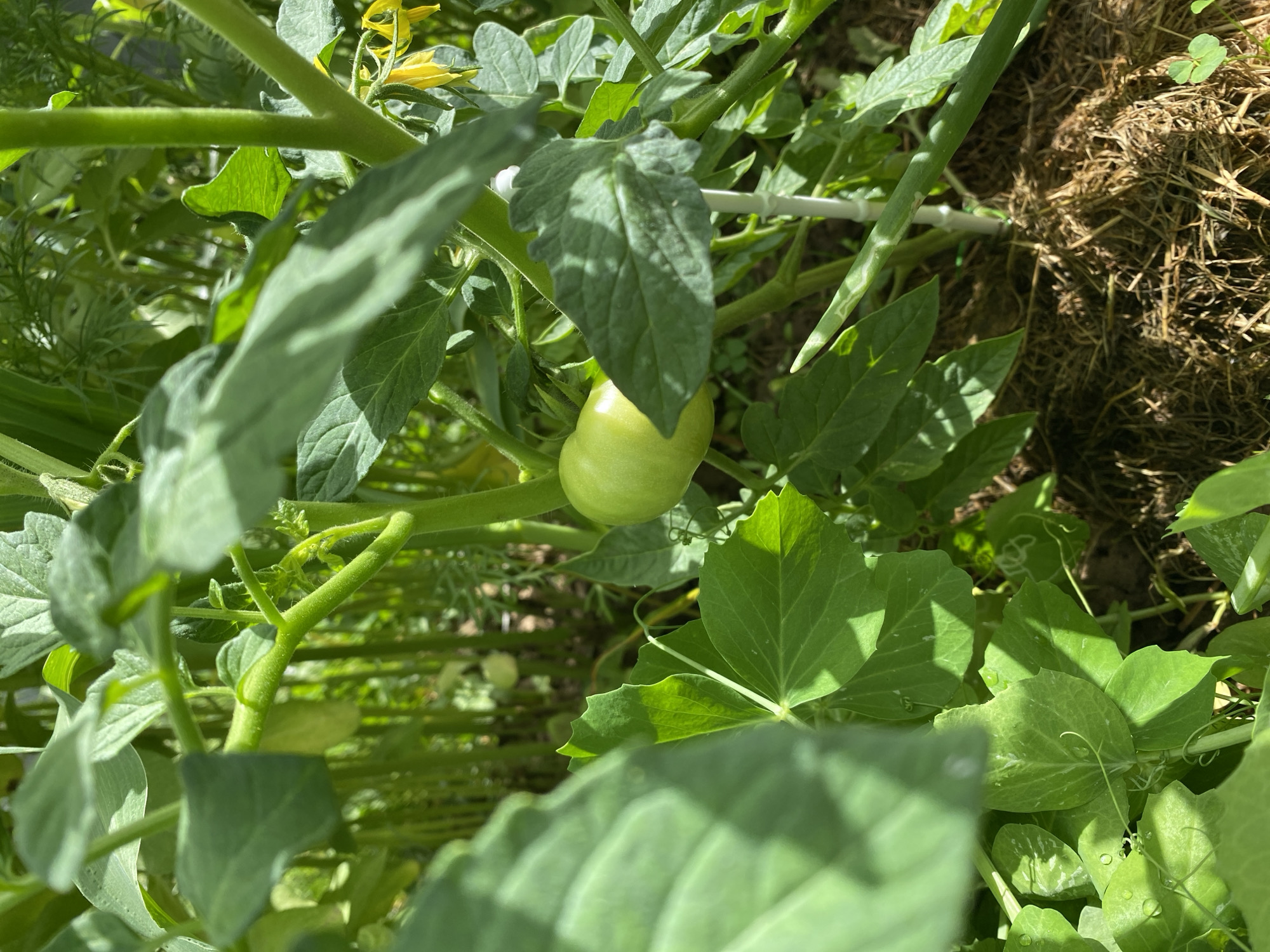 A close-up, eye-level shot captures a single, unripe green tomato nestled among lush green foliage and stems. The tomato, with its smooth skin and oval shape, is the focal point, illuminated by bright sunlight casting dappled shadows. Surrounding it are various leaves, some broad and veined, others delicate and feathery, creating a dense, natural backdrop. In the background, hints of yellow flowers and more greenery suggest a vibrant garden setting. The ground below is covered in a layer of dark brown mulch, possibly straw or compost, with a few smaller green leaves peeking through. The image appears to be taken outdoors, likely in a garden.