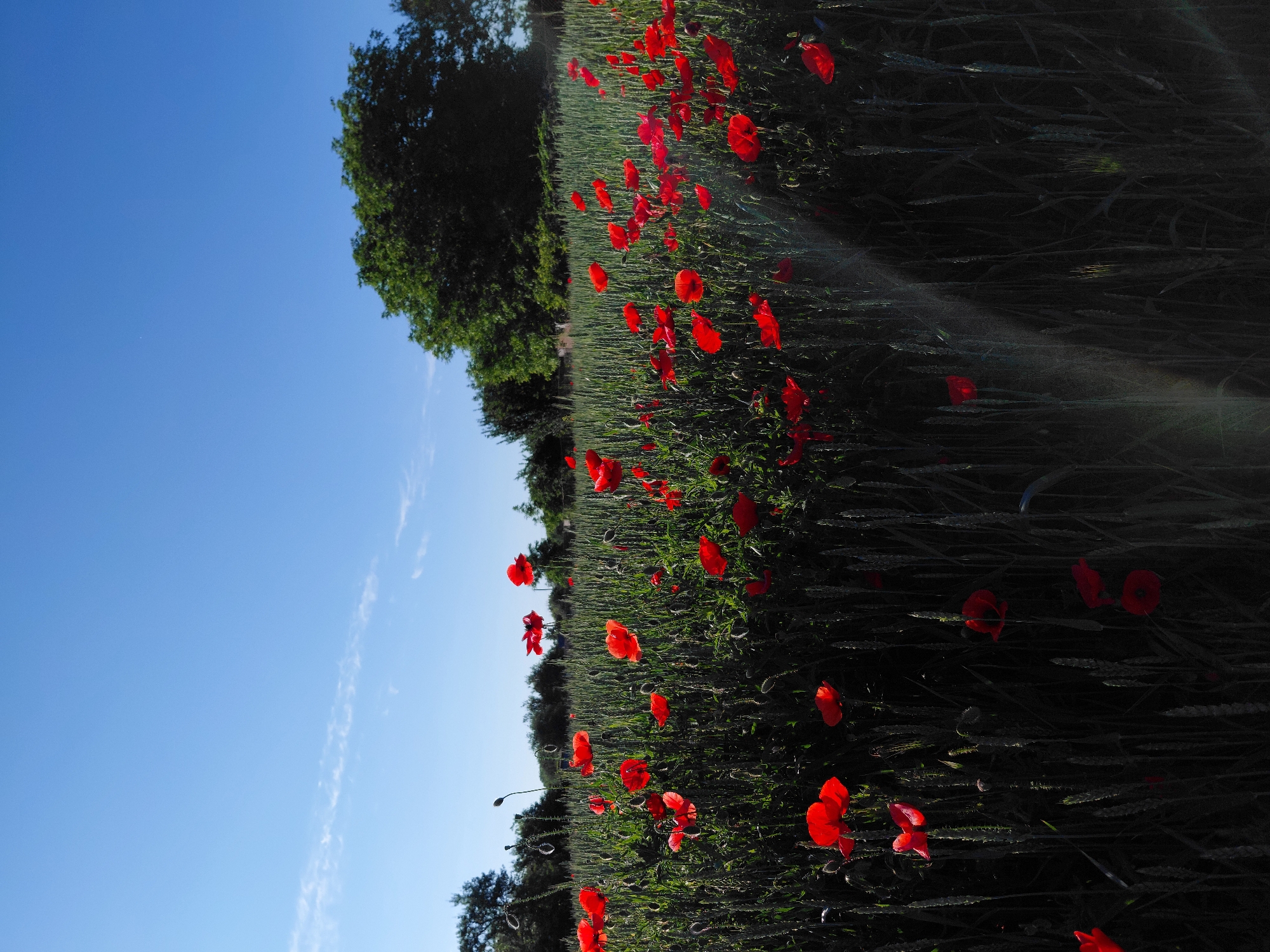 The image depicts a rural landscape under a clear blue sky in the city of Unknown, Unknown. The scene is dominated by a dense field of green, developing cereal crops, likely wheat, interspersed with numerous vibrant red common poppies (Papaver rhoeas). The poppies are scattered throughout the field, with a higher concentration in the midground and extending into the foreground, where some appear partially silhouetted against the light.
The sky occupies the upper approximately one-third of the frame, displaying a consistent, deep blue hue with a few faint, wispy cirrus clouds present, notably a longer, linear cloud segment in the upper-left quadrant and a smaller wisp towards the upper right. A line of dark green, broadleaf trees forms the horizon, separating the field from the sky. A prominent, large, densely foliated tree is visible on the right side of the background.
Direct sunlight appears to be entering the frame from the lower right, evidenced by a distinct, vertical lens flare extending from the lower-right corner upwards into the mid-right quadrant. This strong backlighting highlights the red petals of the poppies, making them glow against the darker green of the crop, which is particularly shadowed in the foreground. There are no individuals, animals, or man-made structures immediately visible within the field or the sky.