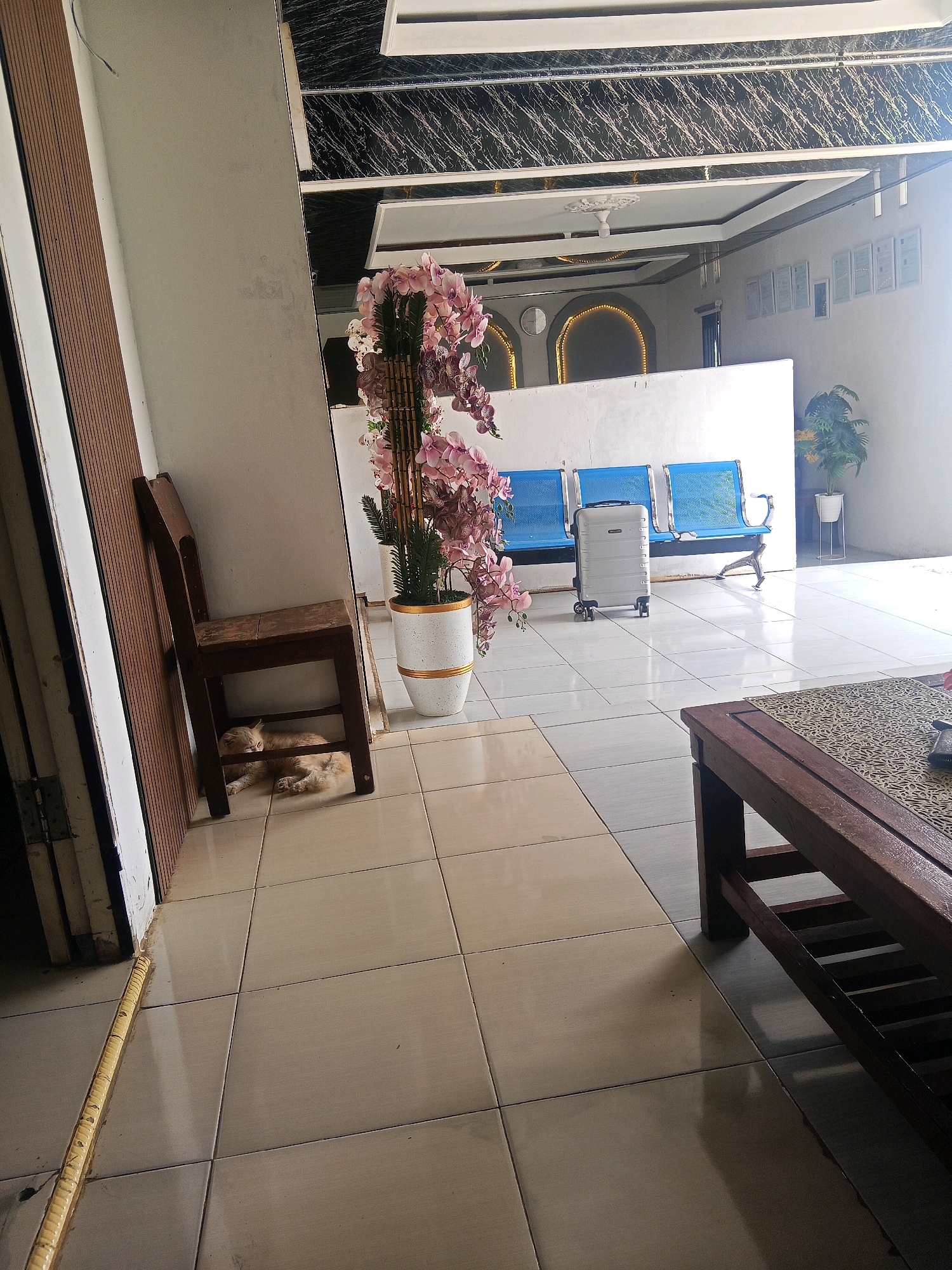 The image depicts an indoor waiting area, likely a reception or lobby, with tiled flooring. In the foreground, a wooden coffee table with a patterned placemat sits on the right. To the left, a wooden chair is placed against a wall, with a light-colored cat lying underneath it. Further back, a tall potted plant with pink artificial flowers stands in a white and gold pot. A silver suitcase is positioned in front of a row of three blue waiting chairs. The background shows a wall with framed pictures and a decorative archway. The scene appears to be located in a public space in Lubuklinggau, Indonesia, possibly a government office or a clinic, given the arrangement of seating and the presence of framed documents.