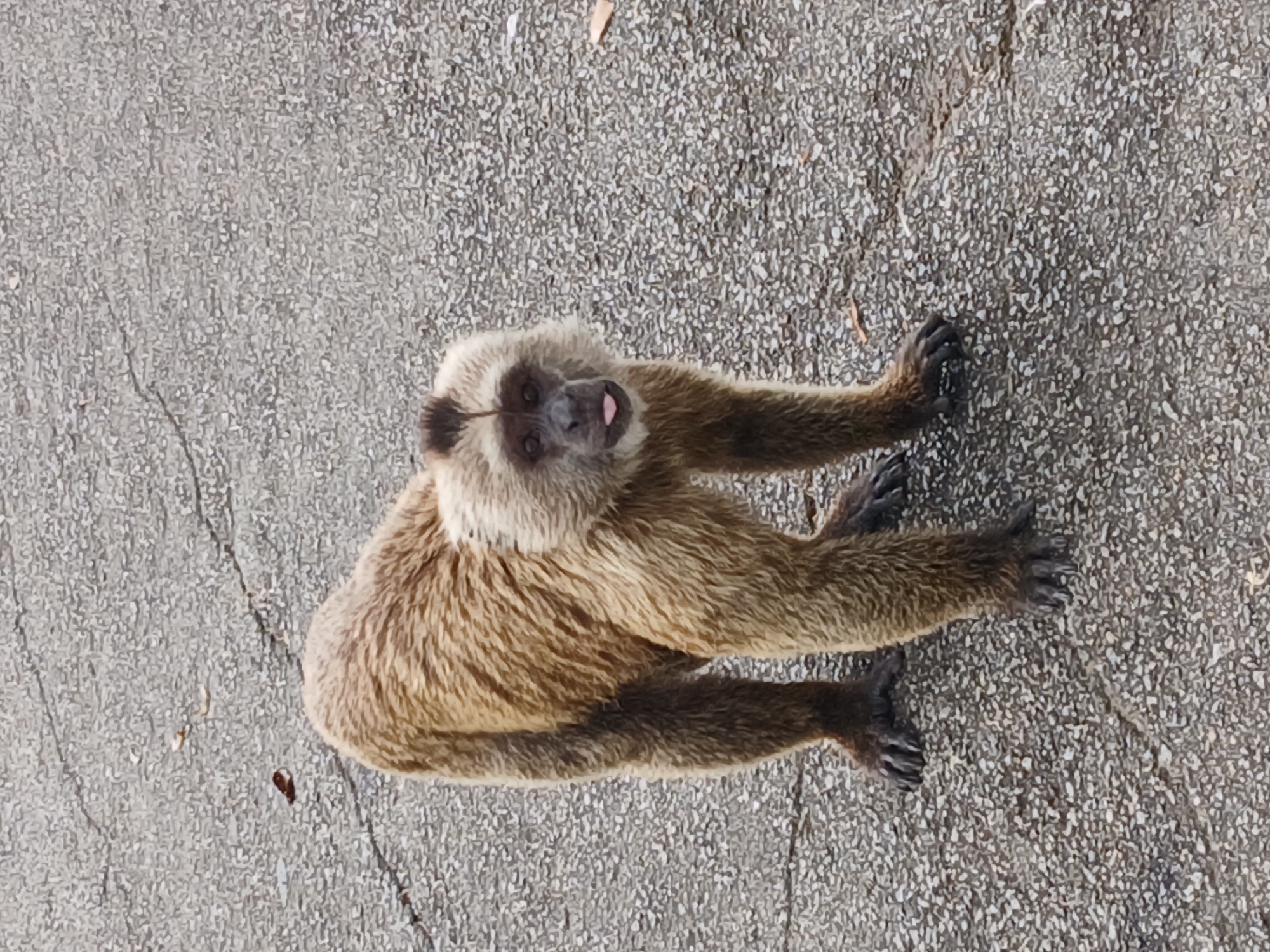 A monkey, possibly a capuchin, sits on a concrete surface. The monkey is facing the camera, its tongue slightly protruding. The surface has a textured, gray appearance, suggesting asphalt or a similar material. The location is likely an urban or semi-urban environment within Ciudad Guayana, Venezuela.