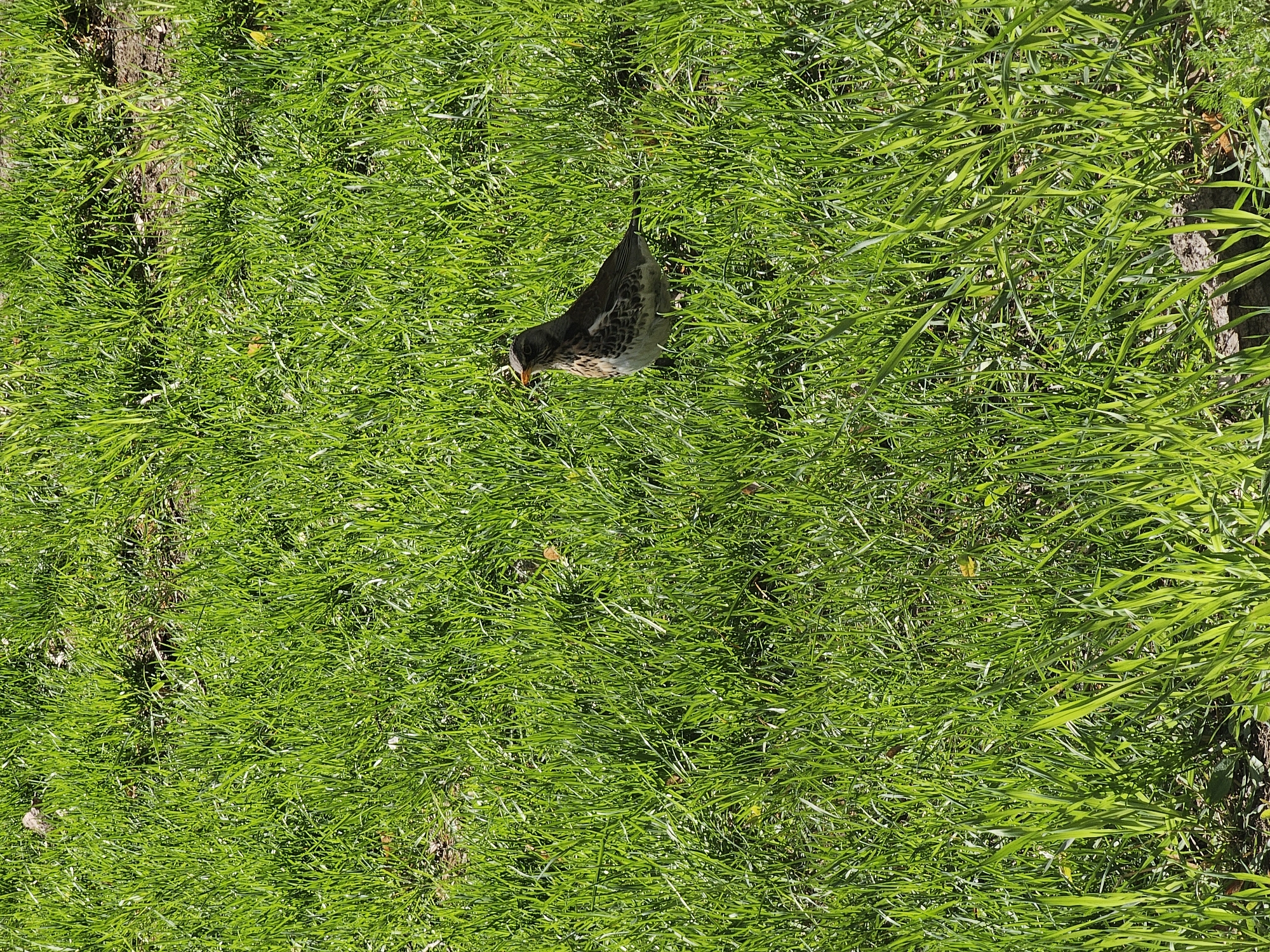 A thrush is foraging for food in a patch of green grass. The location appears to be Moscow, Russia.