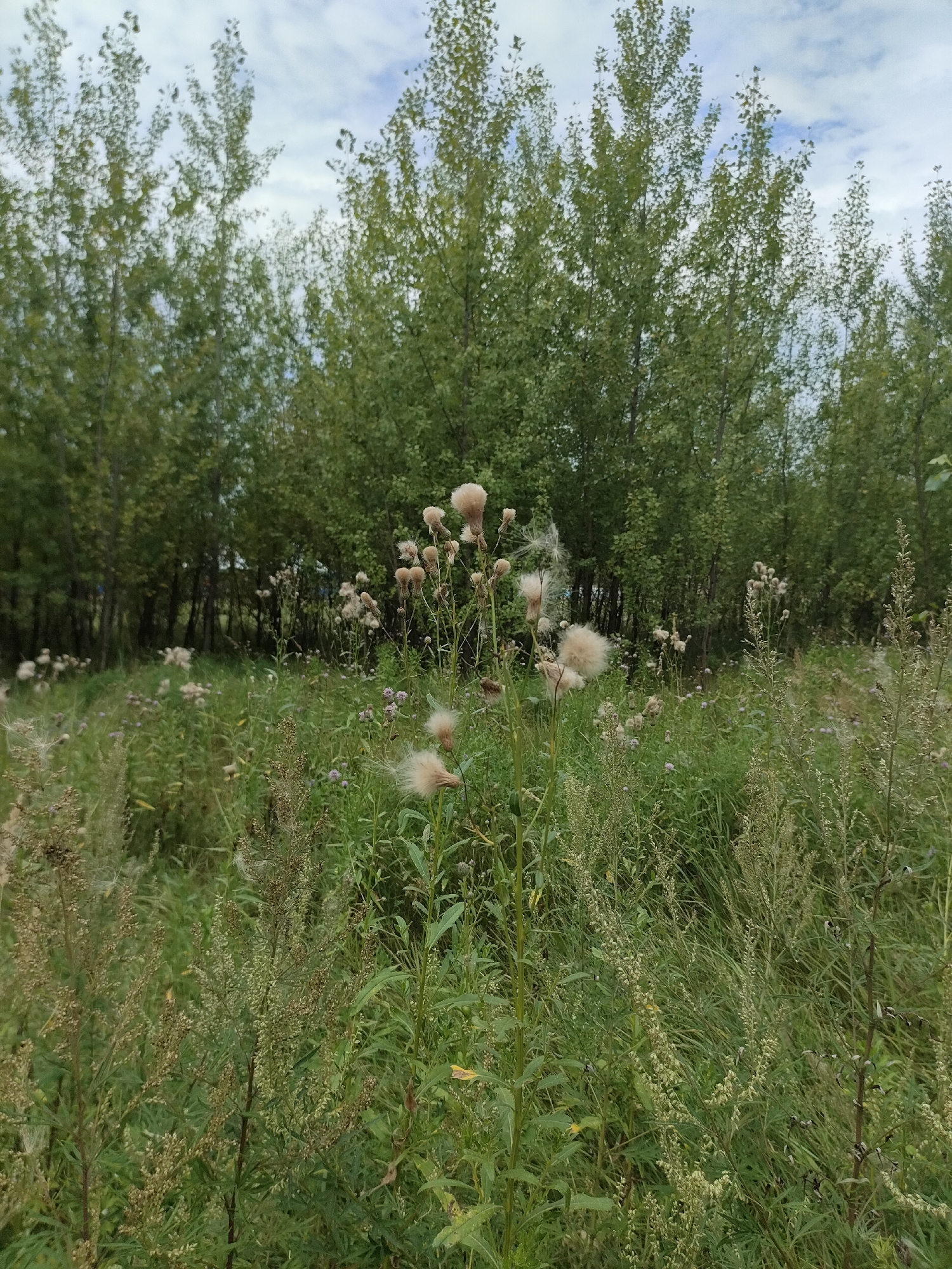 The image shows a natural landscape with a line of trees in the background and a field of tall grass and plants in the foreground. There are several fluffy, seed-bearing plants, possibly thistles, scattered throughout the field. The sky is partly cloudy. The scene appears to be an undeveloped area, possibly a meadow or parkland on the outskirts of the city of Petropavl, Kazakhstan. No people or structures are visible in the image.