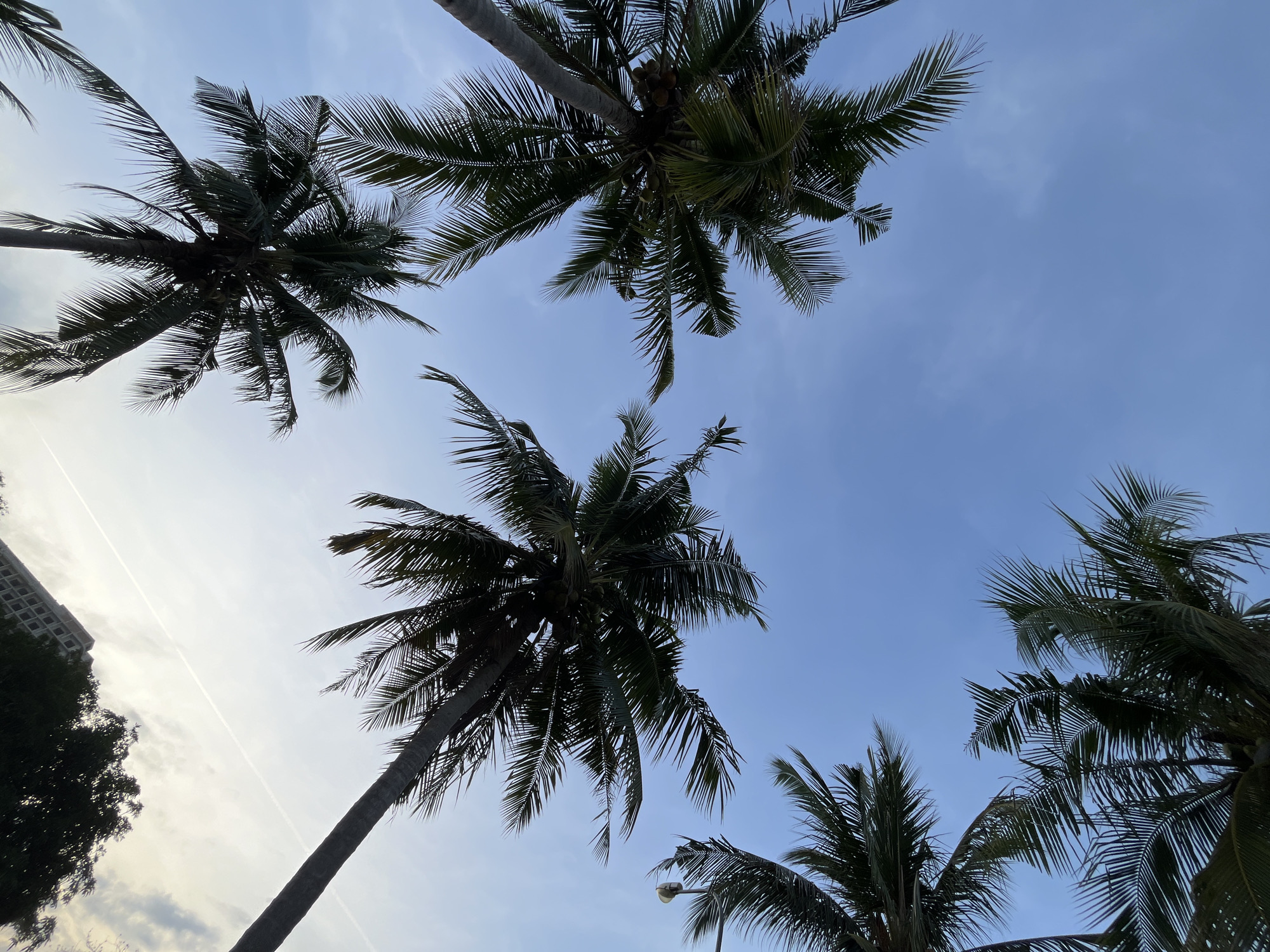 The image shows a low-angle view looking up at several silhouetted palm trees against a clear blue sky. The sky is mostly cloudless, with some wispy clouds and contrails visible. The palm fronds are dark green and appear to be swaying slightly. In the background on the left, a portion of a tall, unfinished building is visible, suggesting an urban or developing area. The overall scene evokes a tropical or subtropical environment. The location in Nam Nha Trang Ward, Vietnam, is consistent with the presence of palm trees and coastal or resort-like development. No people or specific actions are depicted in the image.