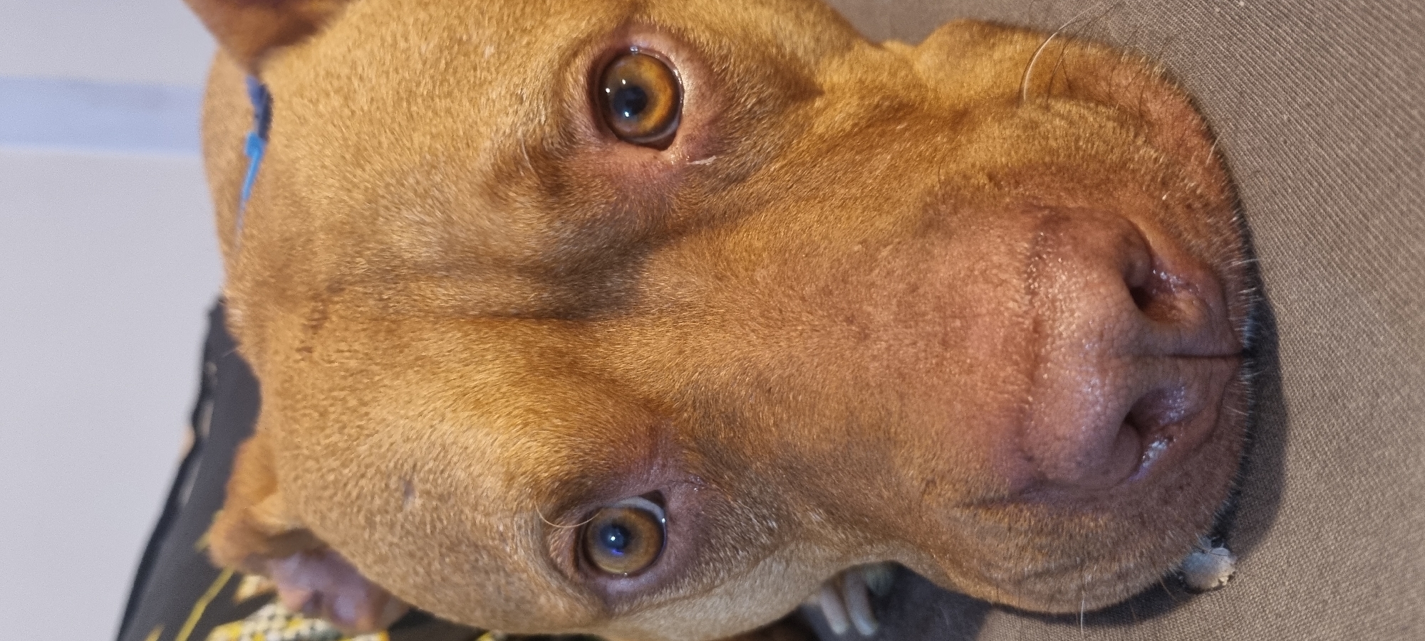 Close-up shot of a light brown dog's face, likely a pit bull. The dog has amber eyes and a pink nose. It appears to be resting its head on a brown surface. A blue marking is visible on the dog's head near its left ear. The background is indistinct, with a plain white surface to the left and a dark fabric to the bottom-left, with yellow geometric patterns.
There is no indication of location in Sofia, Bulgaria.