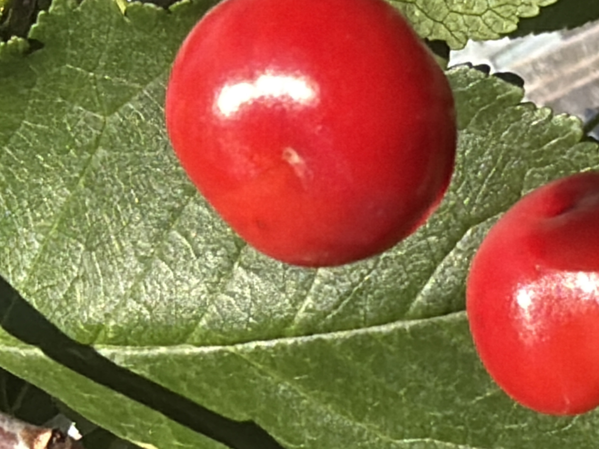 The image shows a close-up view of two ripe, red cherries resting on a vibrant green leaf. The cherries are smooth and round, with a glossy surface that reflects the light, indicating their freshness. One cherry is larger and positioned more prominently in the upper right quadrant of the image, while the other is smaller and located in the lower left. The leaf serves as a natural backdrop, its veins clearly visible, adding texture and depth to the scene. The overall impression is one of natural beauty and freshness, with the bright red of the cherries contrasting sharply with the lush green of the leaf. The image does not provide any information about the city of Узюково, Russia, or any context related to its location.