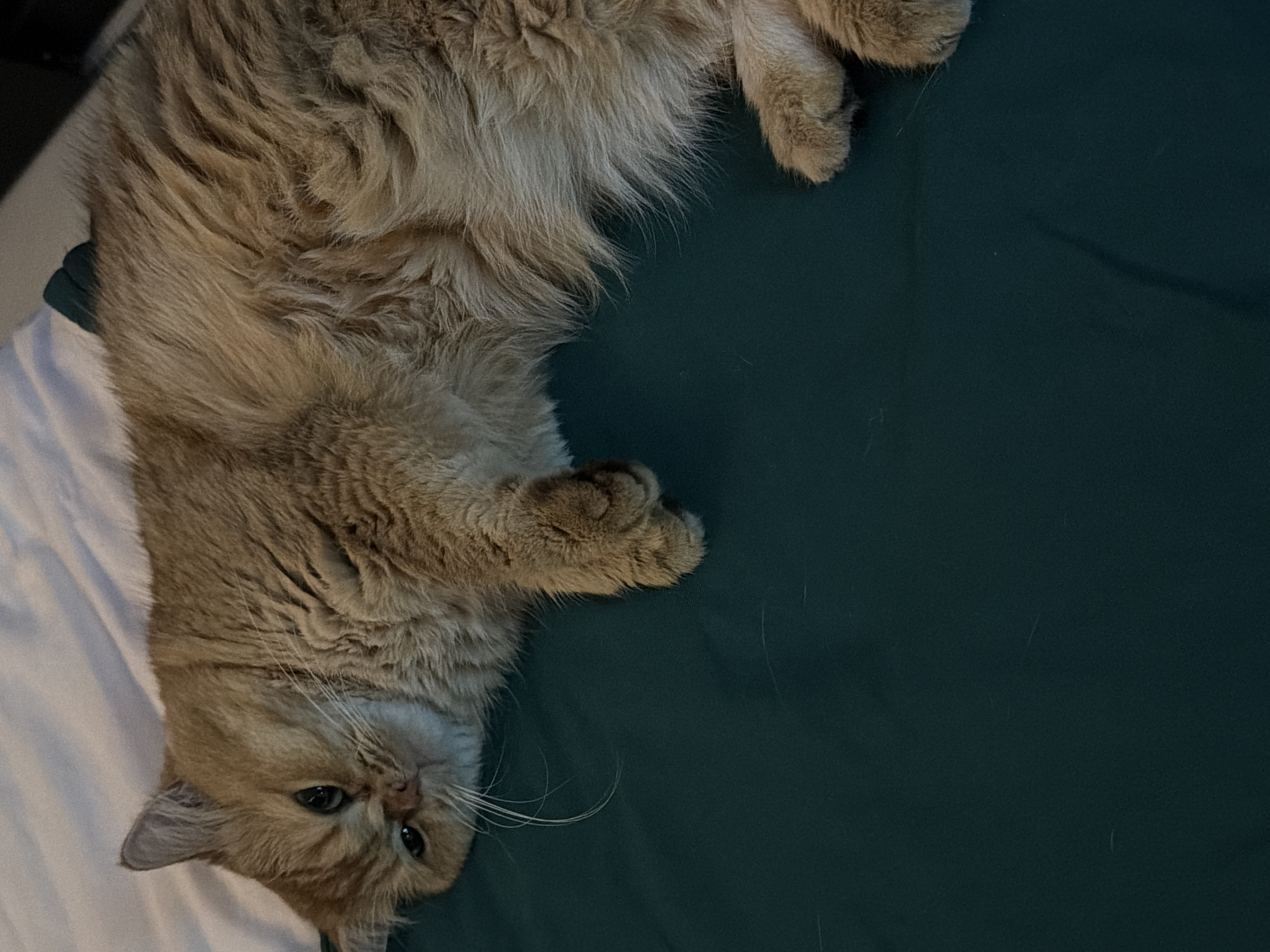 A ginger cat with long fur lies on a dark green surface, possibly a bed or couch. The cat is facing to the left, with its head turned towards the camera. Its eyes are open, and it appears relaxed. The background is a white, slightly rumpled surface, likely a sheet or blanket. There are no people visible in the image. The image does not provide any information about the location in the city of Đà Nẵng, Vietnam.