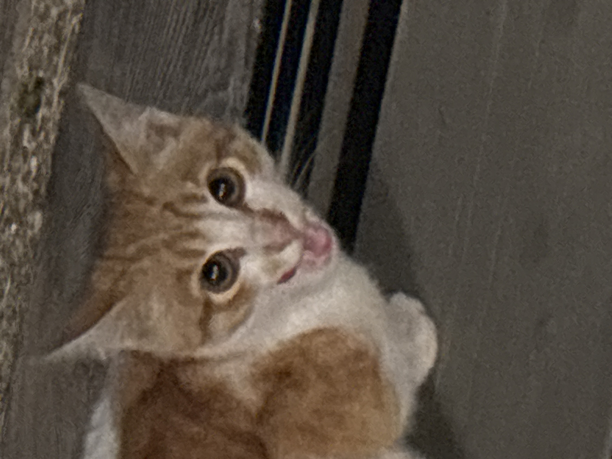 A ginger and white kitten is looking directly at the camera, with its mouth slightly open and tongue visible. The kitten's fur is short and appears clean. It is positioned on a dark gray, textured surface that resembles pavement or concrete, with some lighter speckles. In the background, there is a dark, slatted grate or drain cover running horizontally across the frame. Above the kitten's head, the ground transitions to a rough, speckled texture, possibly dirt or gravel. The lighting suggests it is either evening or indoors with artificial light. There are no people present in the image. The image does not provide any specific information about the location within the city of Zvenigorod, Russia.