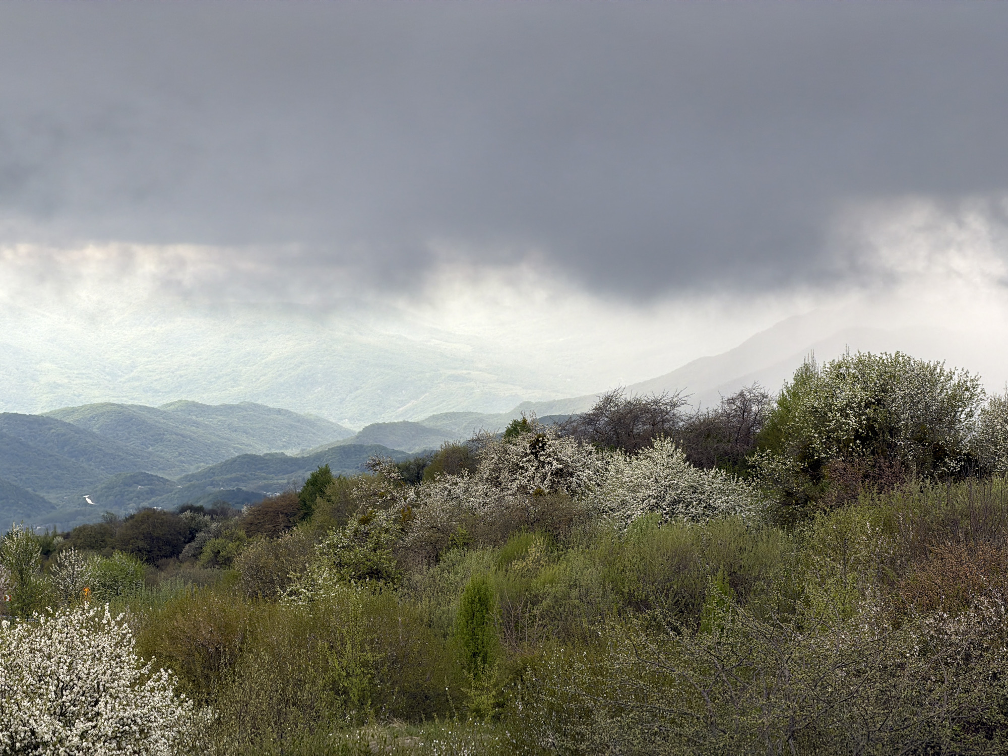 The image depicts a hilly landscape under a cloudy, overcast sky. In the foreground, there is a thicket of bushes and flowering trees, predominantly green and white. The vegetation extends across the midground. Behind this, layered hills fade into the distance, obscured by mist and fog. A road, barely visible, cuts through the hills. There are no identifiable people present. The scene appears to be located in a natural, possibly mountainous, region during springtime. The specific location in Verona, Georgia is not visually confirmed within this image.