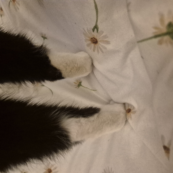 The image displays a close-up, downward perspective of the lower legs and front paws of a black and white domestic cat. The cat's legs are predominantly black, transitioning to white on its lower limbs and paws. The fur appears soft and slightly ruffled. The cat's front paws are resting on a light-colored, likely white, textile surface patterned with scattered, stylized white daisy flowers featuring yellow-brown centers and thin green stems. The fabric exhibits minor creases and folds, consistent with bedding material. The cat's left front paw appears to be positioned directly over one of the daisy illustrations on the fabric. The scene is an indoor environment, most likely a bedroom. The specific location within Strasbourg, France, cannot be determined from the visual evidence presented in the image.