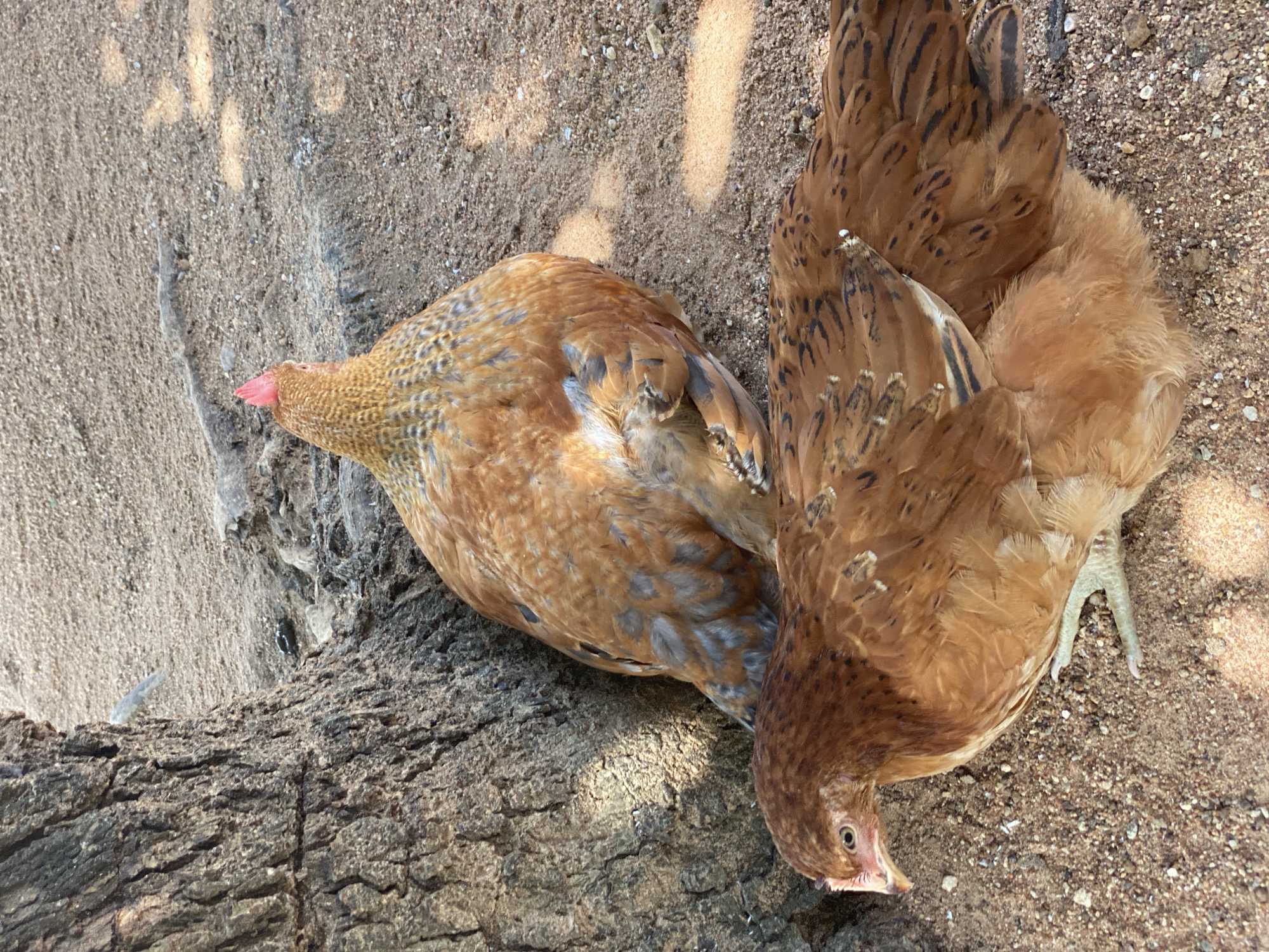 Two chickens are on the ground next to a tree. The chicken in the foreground is facing left, and the chicken in the background is facing away from the camera. The ground is covered in sand and small rocks. The tree has rough bark.