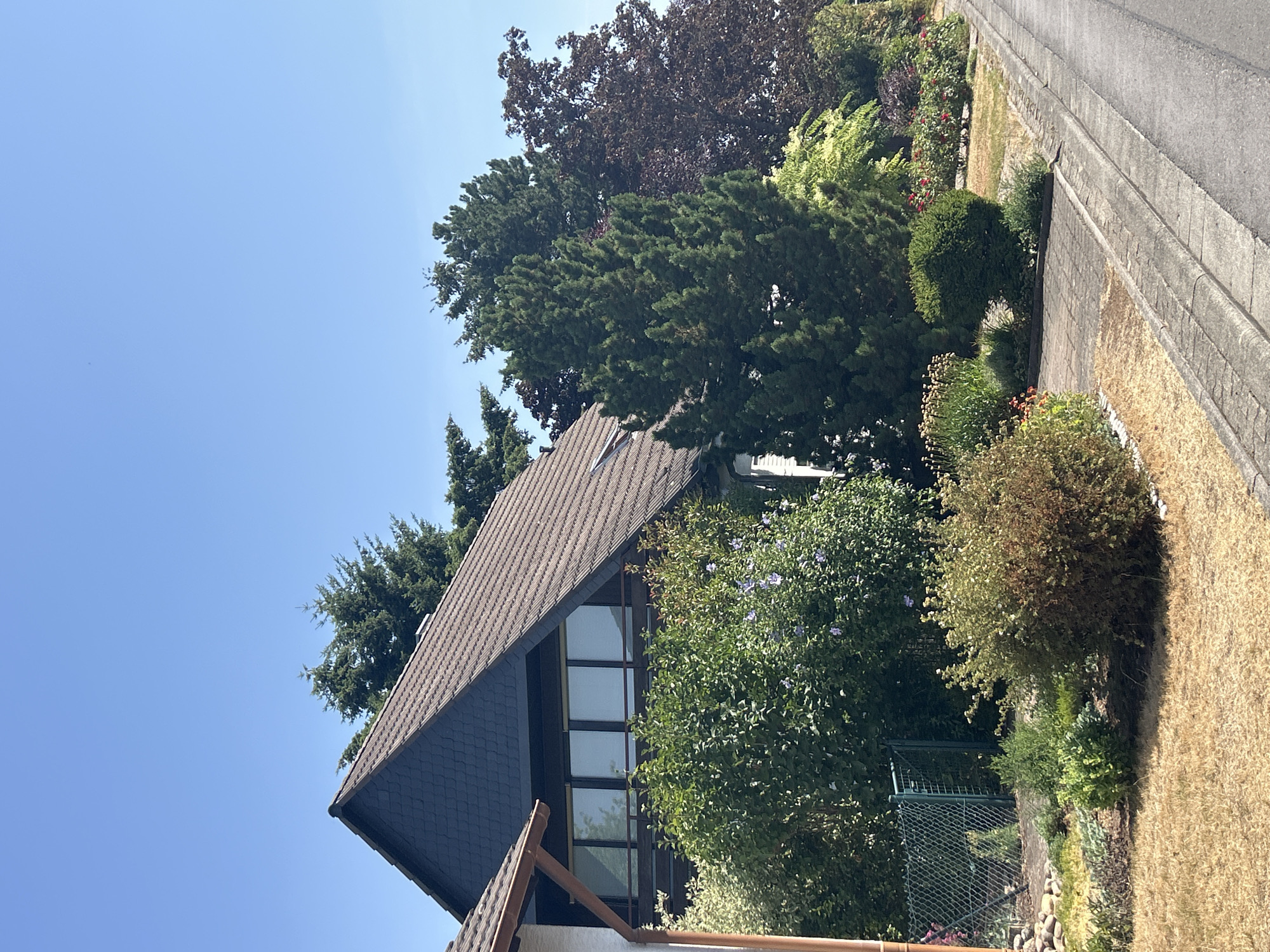 The image depicts a suburban street scene on a clear, sunny day. The foreground is dominated by a dry, mown lawn bordering a paved walkway and a street. On the left side of the walkway, a variety of bushes and plants are visible, some with dry, brown foliage and others with green leaves. Behind the walkway, a large, A-frame style house with a dark, shingled roof and a dark-paneled upper story with a band of windows is situated. The house is partially obscured by lush green and flowering shrubs. To the right of the house, several mature trees, including a tall, conical evergreen and a dark-leaved deciduous tree, form a dense backdrop. Beyond the trees, more vegetation and a glimpse of another house are visible. The street itself, made of asphalt, runs diagonally from the lower right corner towards the middle ground. The sky is a cloudless, bright blue.