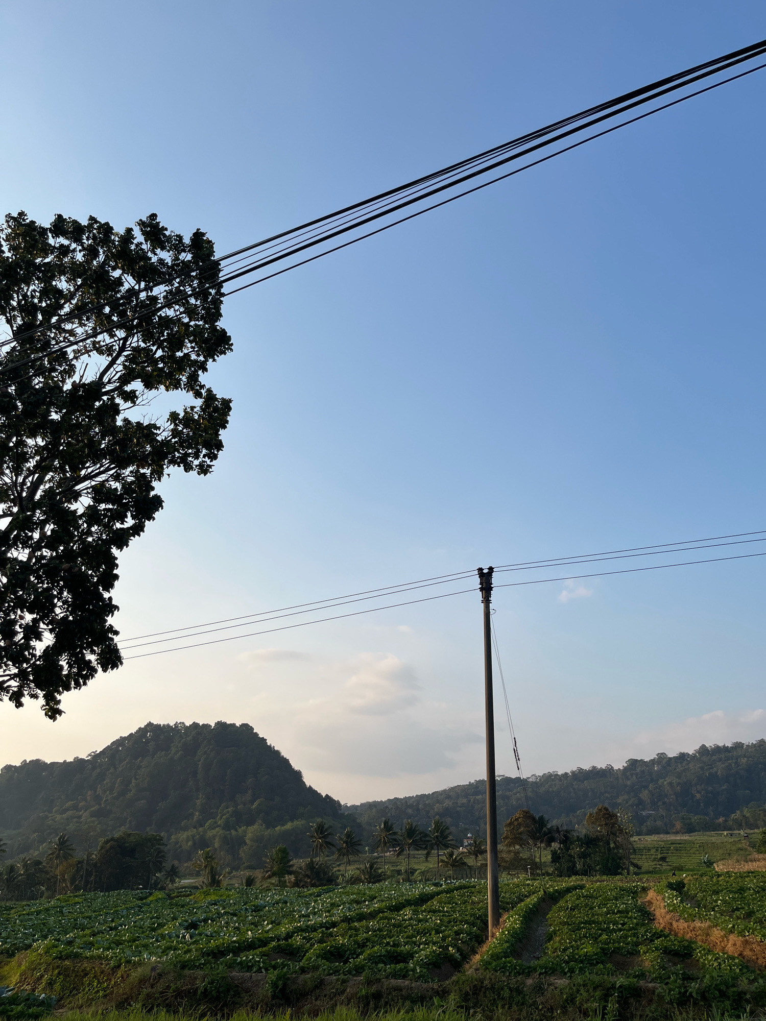 In the city of Koripan, Indonesia, this image captures a serene rural landscape under a clear blue sky. The foreground is dominated by a vibrant green field, possibly a plantation, with rows of crops stretching across the frame. To the left, the silhouette of a large tree with dense foliage stands prominently against the sky. In the mid-ground, a series of rolling hills covered in lush vegetation form a picturesque backdrop. Several palm trees are scattered throughout the scene, adding to the tropical ambiance. A solitary utility pole with power lines stretches across the sky, a stark reminder of human presence amidst the natural beauty. The lighting suggests it is either early morning or late afternoon, with the sun casting a warm glow on the distant hills and the sky.