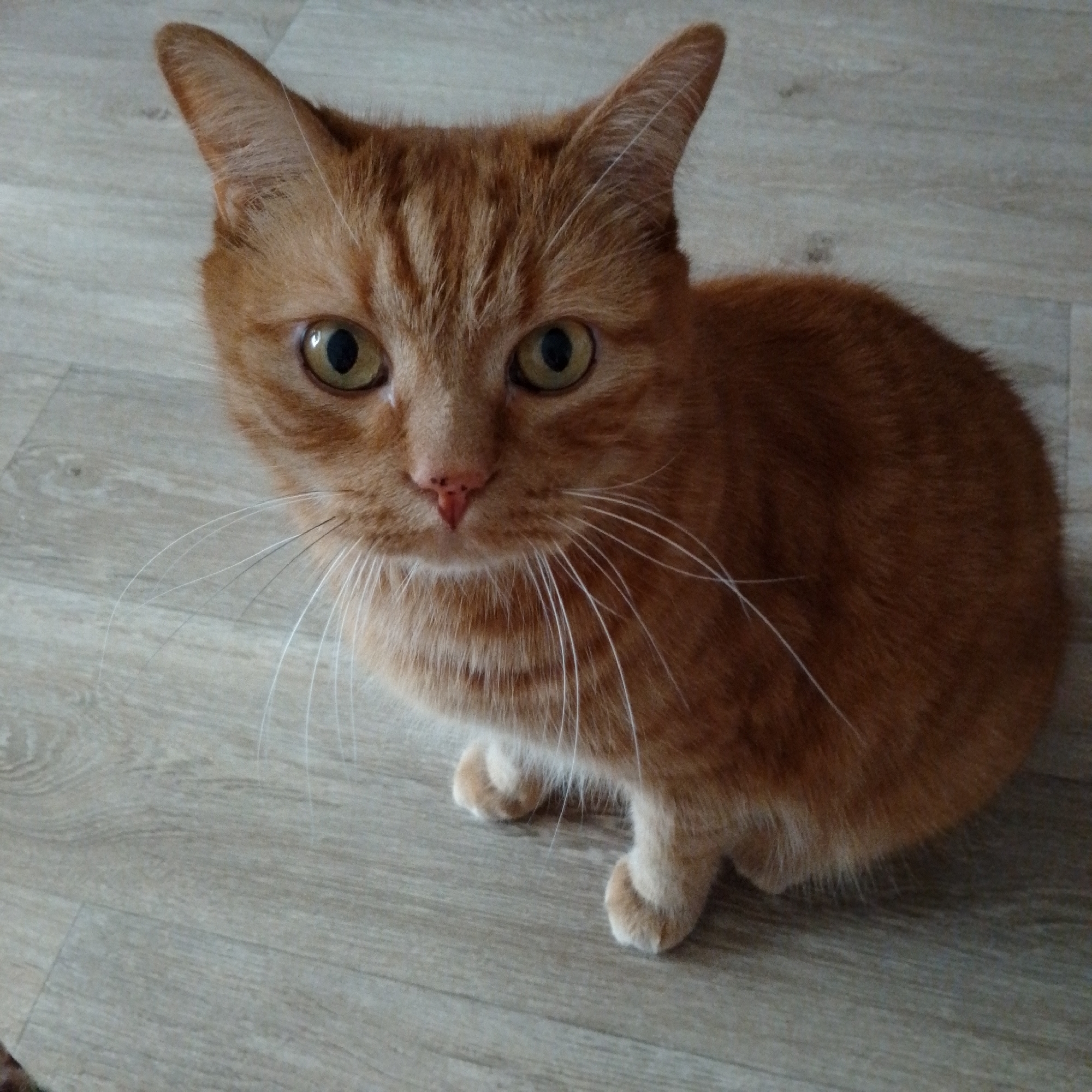 An indoor, eye-level shot captures a ginger tabby cat sitting attentively on a light-colored wooden or laminate floor. The short-haired cat is the central subject, facing directly towards the camera with an alert and curious expression. Its fur is a warm orange hue with distinct darker tabby stripes, particularly visible on its head and body. The cat's large, round eyes are a striking combination of green and yellow, with dark, vertically slit pupils. Its small, pink nose and numerous long, white whiskers are prominent features. The cat's pointed ears are perked upwards, indicating its focus. Its front paws are tucked neatly beneath its chest, and its body is relaxed, settled on the floor. The background is simple, consisting entirely of the light, neutral-toned floor, which displays subtle wood grain patterns and faint plank seams. The lighting is soft and even, suggesting a well-lit indoor environment, possibly a home in Chaikovsky, Russia. No human subjects, other objects, or text are visible.