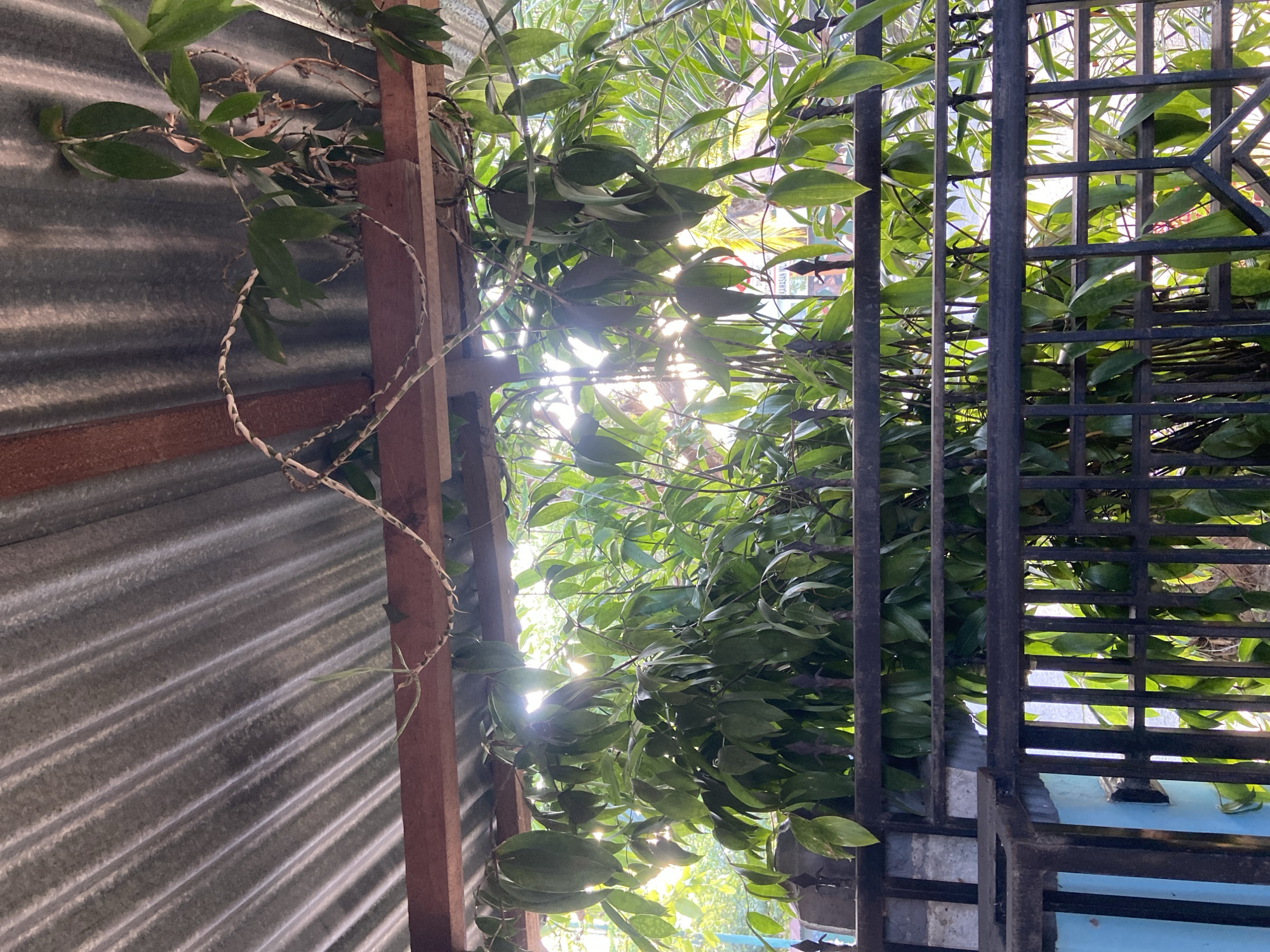The image shows a view looking upwards towards a corrugated metal roof, supported by wooden beams. Green vines with long, oval leaves are growing and trailing over the roof and beams. Sunlight filters through the leaves, creating a dappled effect. In the foreground, a black metal fence partially obscures the view of the vines. The scene appears to be outdoors, possibly a backyard or a street-facing area in Palopo, Indonesia, given the vegetation and outdoor structures. There are no people or discernible actions visible.