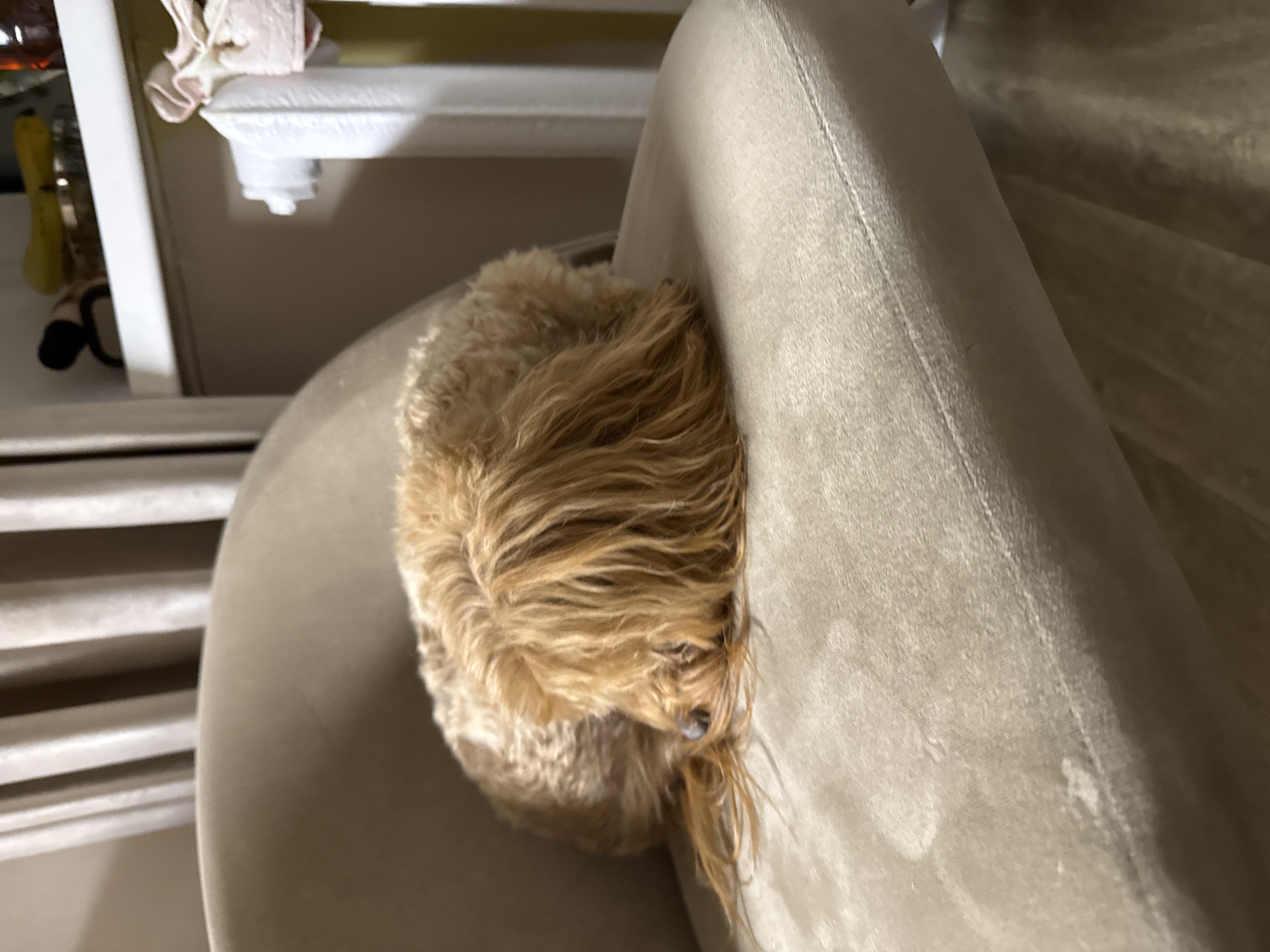 A medium-sized, light brown poodle sits on a beige, rounded armchair. The dog is curled up against the armrest. The scene appears to be indoors. A radiator is partially visible in the background, along with a white cabinet.