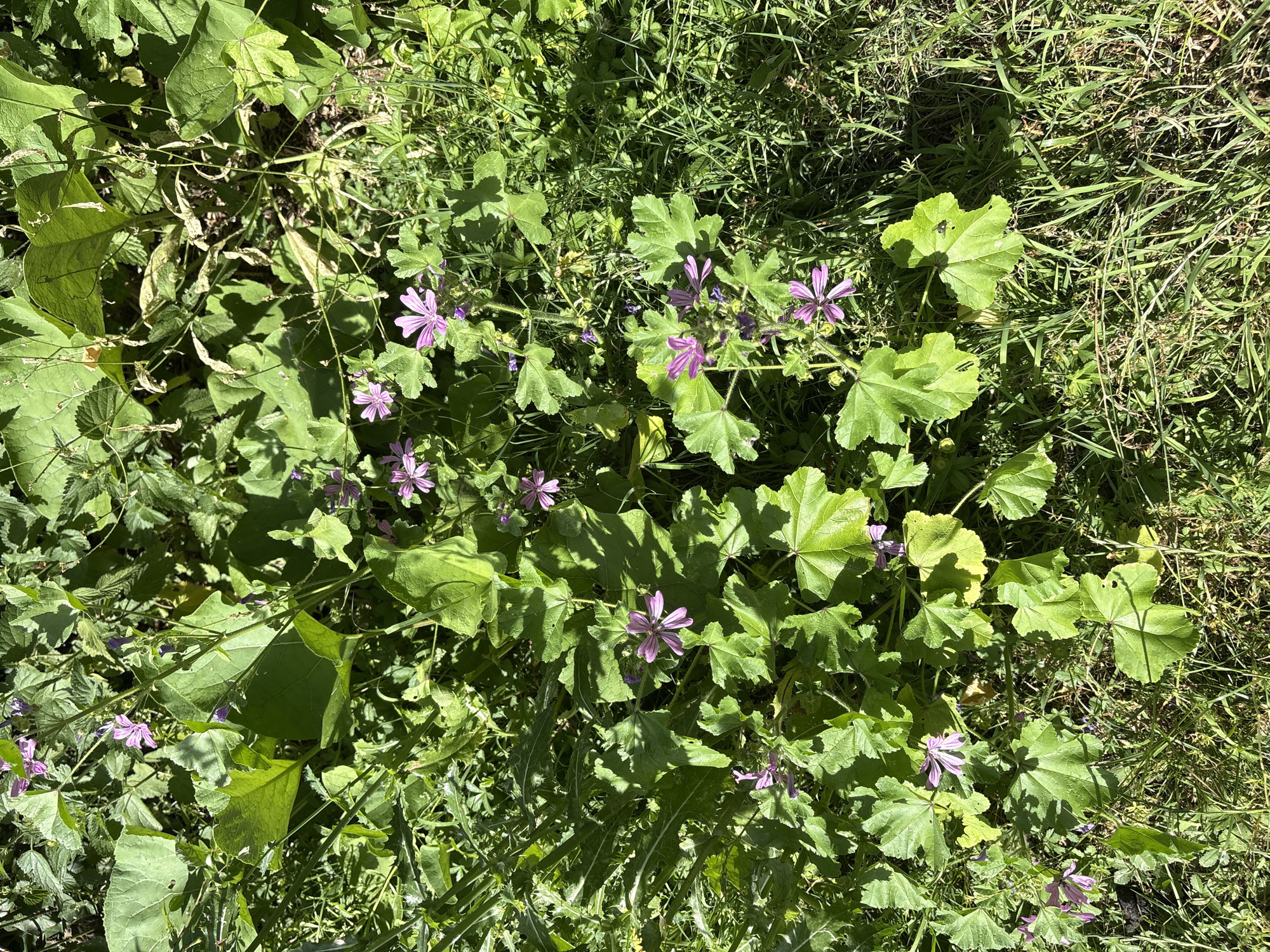 A close-up, overhead shot captures a patch of wild plants under bright sunlight, creating strong shadows. The scene is dominated by lush green foliage with some dried and yellowing leaves mixed in, suggesting a natural, unkempt environment. Scattered throughout are small, delicate, five-petaled purple flowers, their vibrant color contrasting with the green. Some of these flowers are fully open, while others are still in bud. The stems of the plants are thin and appear slightly wiry. The ground beneath is covered in a layer of grass, also illuminated by the sun, with some blades casting sharp shadows onto the plants. No people or animals are visible in the frame. The overall impression is one of a natural, overgrown area bathed in warm, direct sunlight.