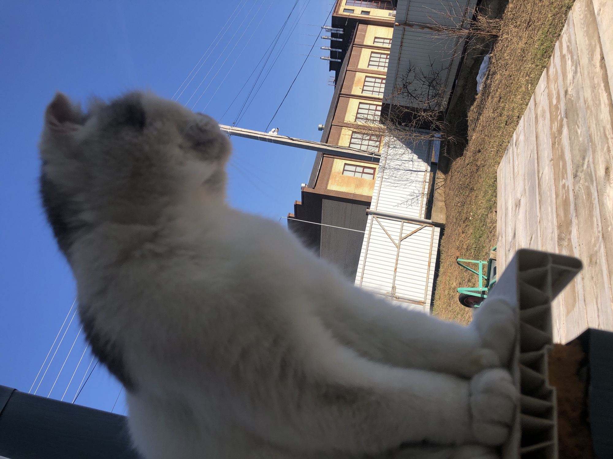 The image captures a low-angle outdoor scene on a clear, sunny day, likely in late winter or early spring in Noviy, Russia. The primary subject is a domestic cat, likely a Siberian or similar breed given its fluffy white and grey fur, positioned prominently in the foreground. The cat is seen from behind, looking upwards and slightly to the left, with its back, head, and ears blurred but discernible. Its paws are visible resting on a grey, structured ledge, possibly a window sill or an outdoor barrier.
In the mid-ground and background, a multi-story building with brown and yellow brickwork and numerous windows stands against the bright blue sky. Utility poles and power lines extend across the upper part of the frame. To the right of the building, a stretch of ground is visible with dry grass, some bare trees or bushes, and a patch of melting snow. Corrugated metal structures, possibly fences or outbuildings, are also present, along with a partially visible green, two-wheeled cart on the ground. The cat appears calm and observant, gazing at something beyond the frame. No visible text is present.