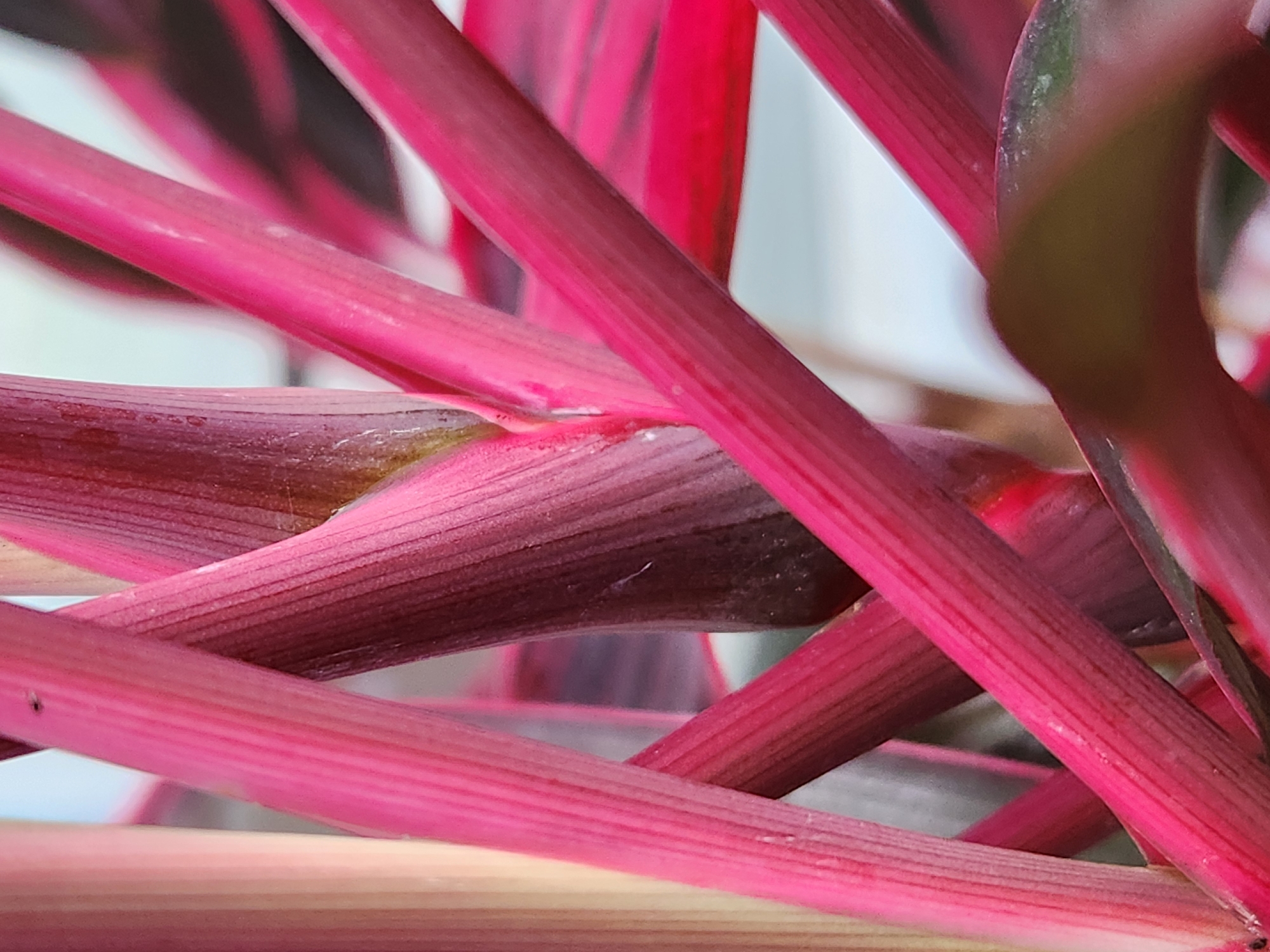 This media file is a close-up photograph of the vibrant red stems of a plant. The stems are long, slender, and have a ribbed texture running along their length. The colors range from a bright fuchsia to a deeper magenta, with some darker areas hinting at leaves or other parts of the plant in the background. The lighting suggests it is daytime, and there are no explicit clues about the weather or specific location beyond the provided context of Altamonte Springs, USA. The focus is entirely on the plant's structure and color, creating an abstract and textural composition. No people, text, or discernible activity are present in the image.